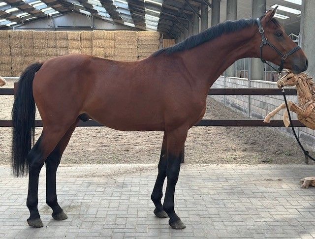 KWPN dressuurpaard hengst 2 años zwart en venta - Foto 2
