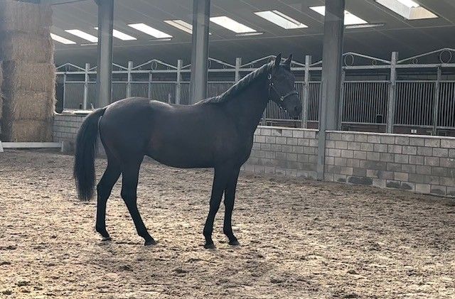 KWPN dressuurpaard hengst 2 años zwart en venta - Foto 3