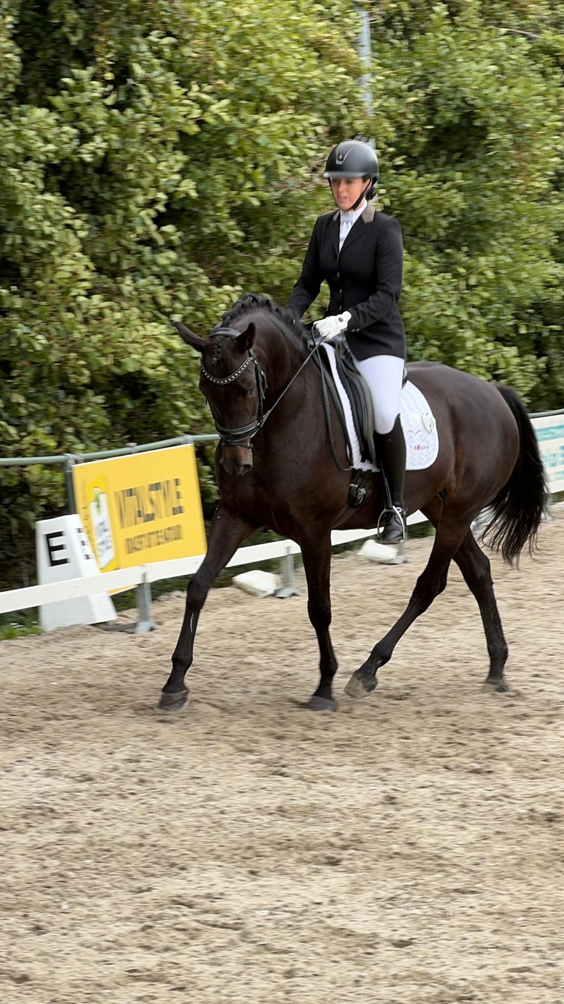 Elite D-OC merrie (Governor) | Geb: 29-05-2015 | M1 geklasseerd / Z2 getraind | 1.67m | Röntgenologisch goedgekeurd