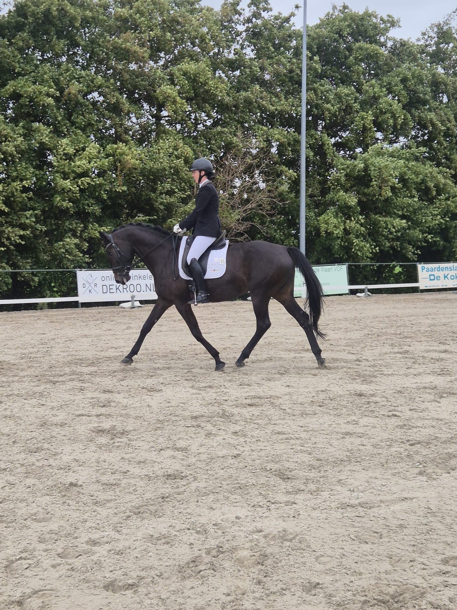 kwpn dressuurpaard merrie 11 años donkerbruin en venta - Foto 4