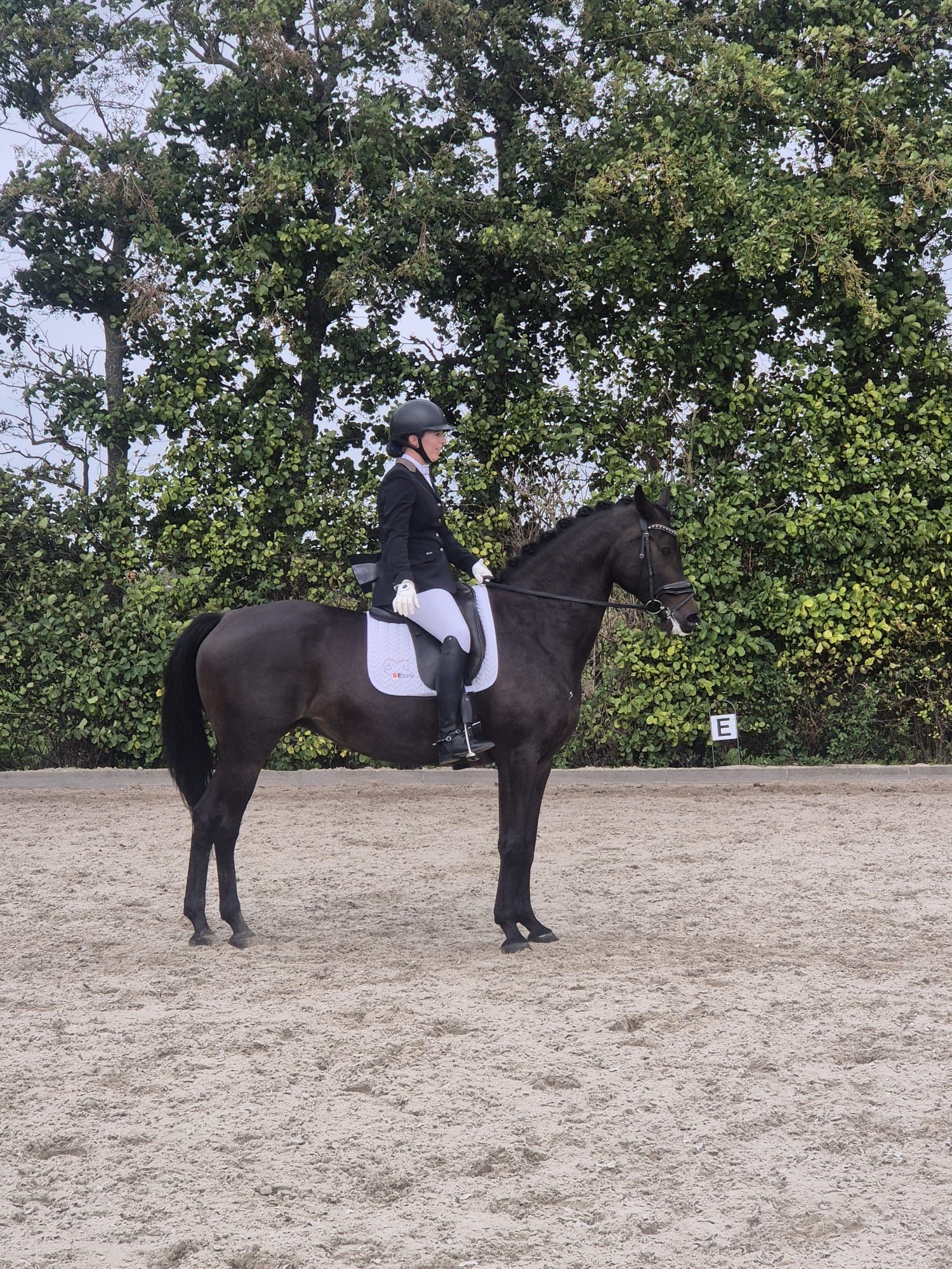 kwpn dressuurpaard merrie 11 años donkerbruin en venta - Foto 5