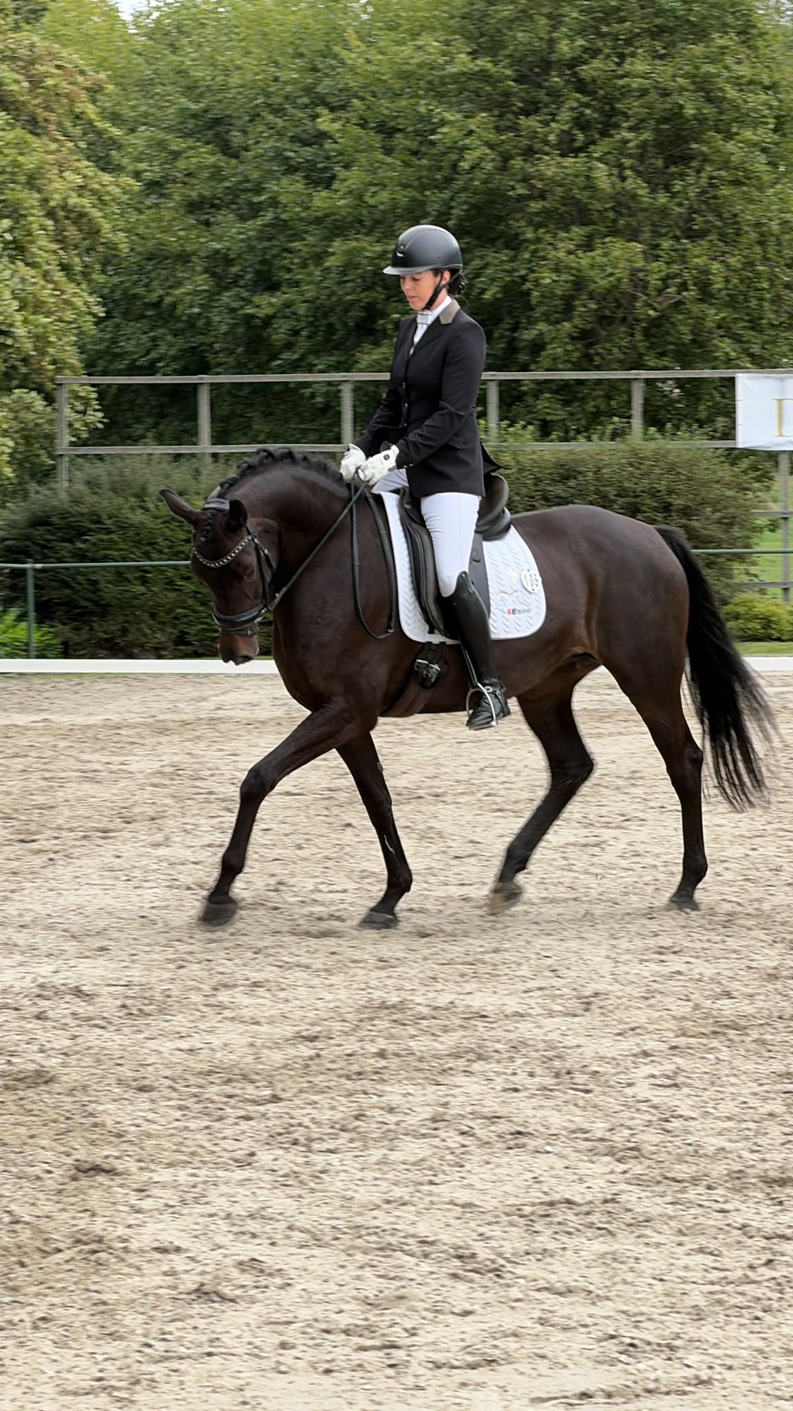 kwpn dressuurpaard merrie 11 años donkerbruin en venta - Foto 2