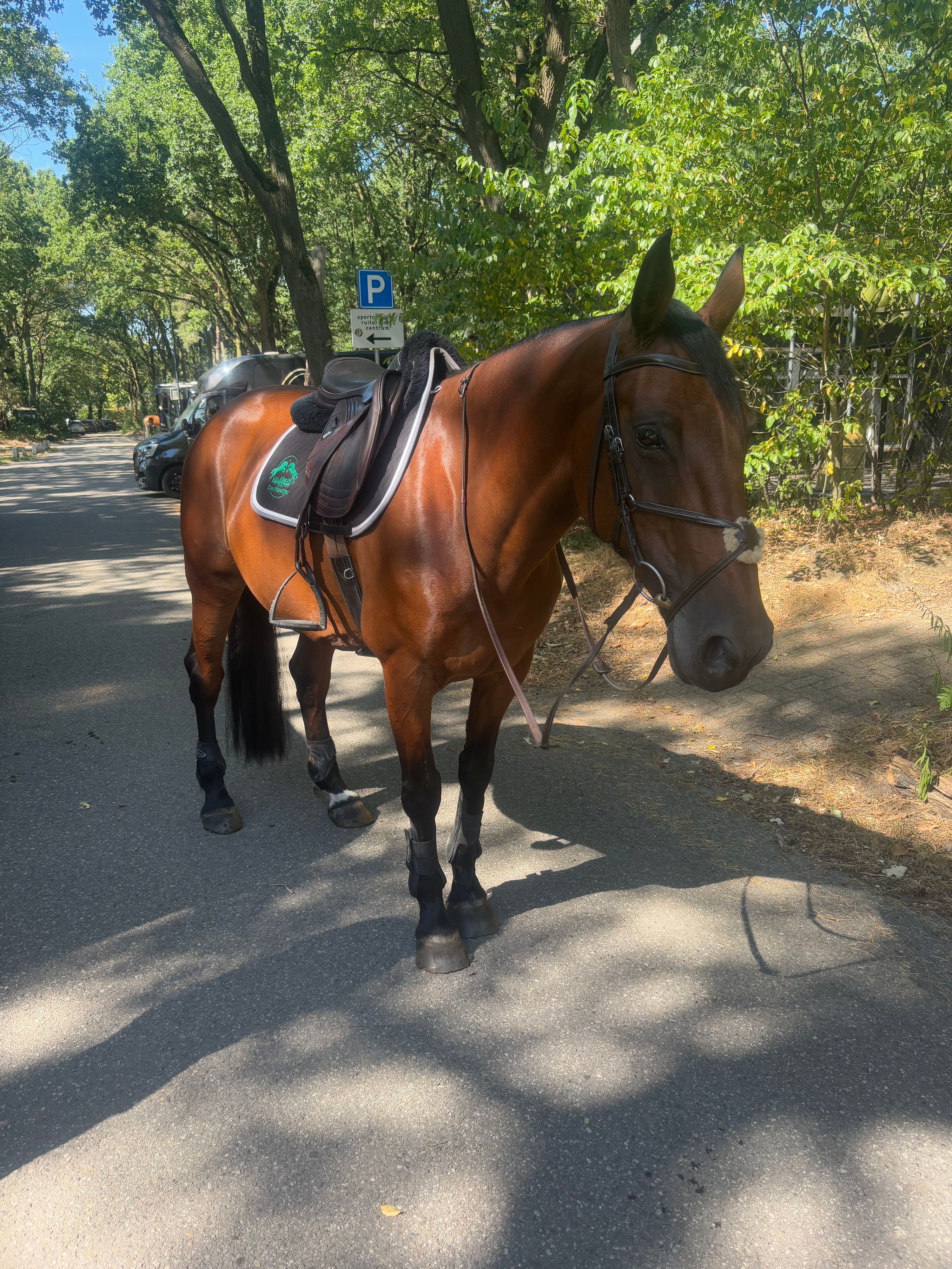 zangersheide springpaard merrie 9 años bruin en venta - Foto 2