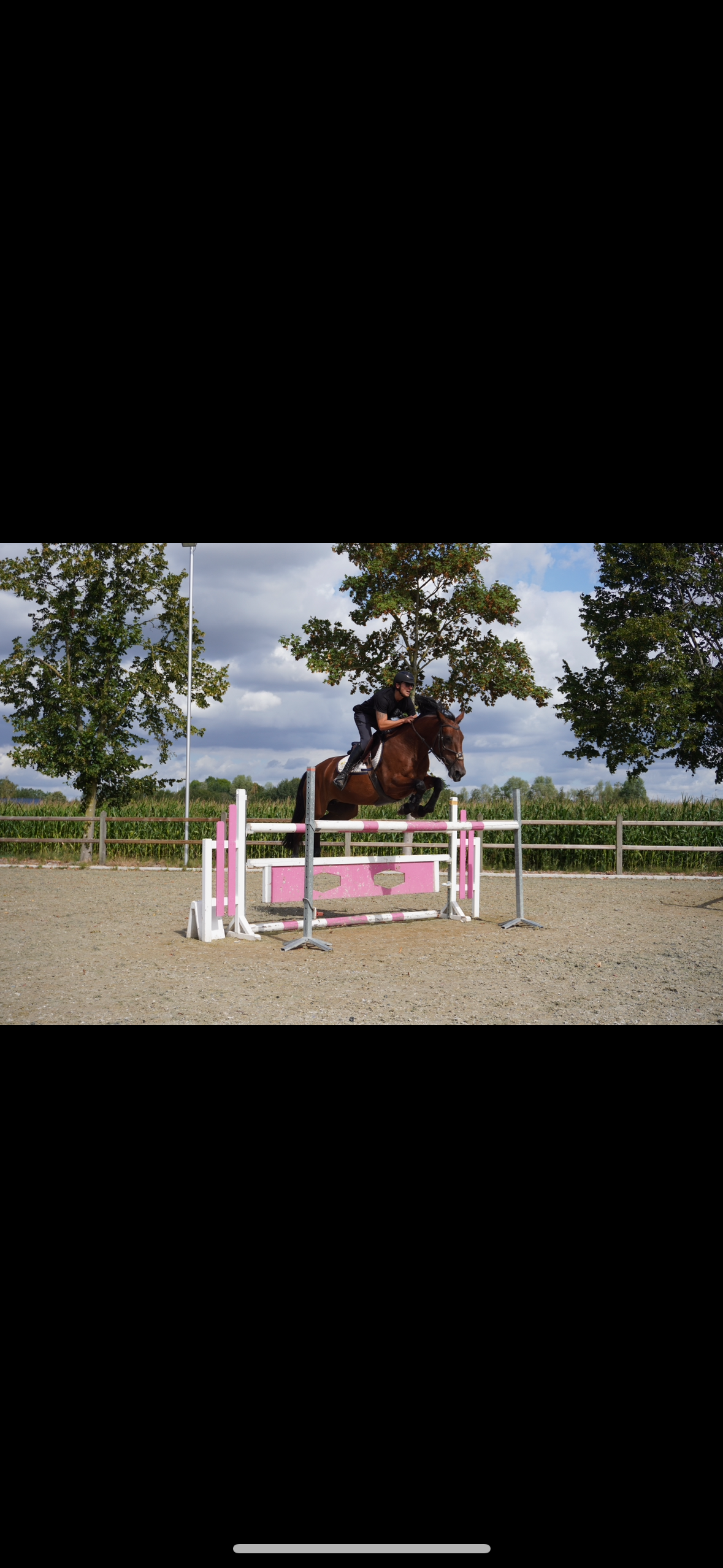 zangersheide springpaard merrie 9 años bruin en venta - Foto 3