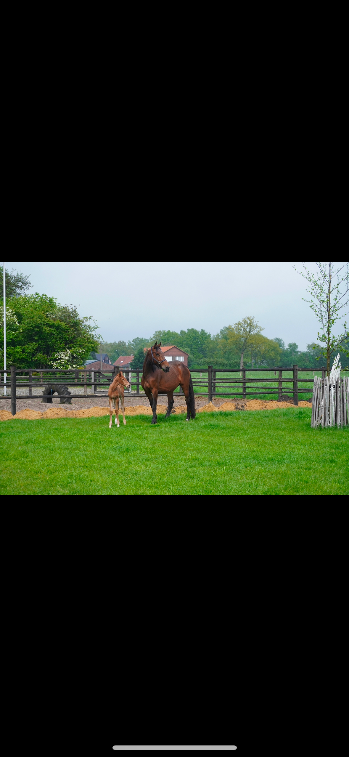 zangersheide springpaard merrie 9 años bruin en venta - Foto 4