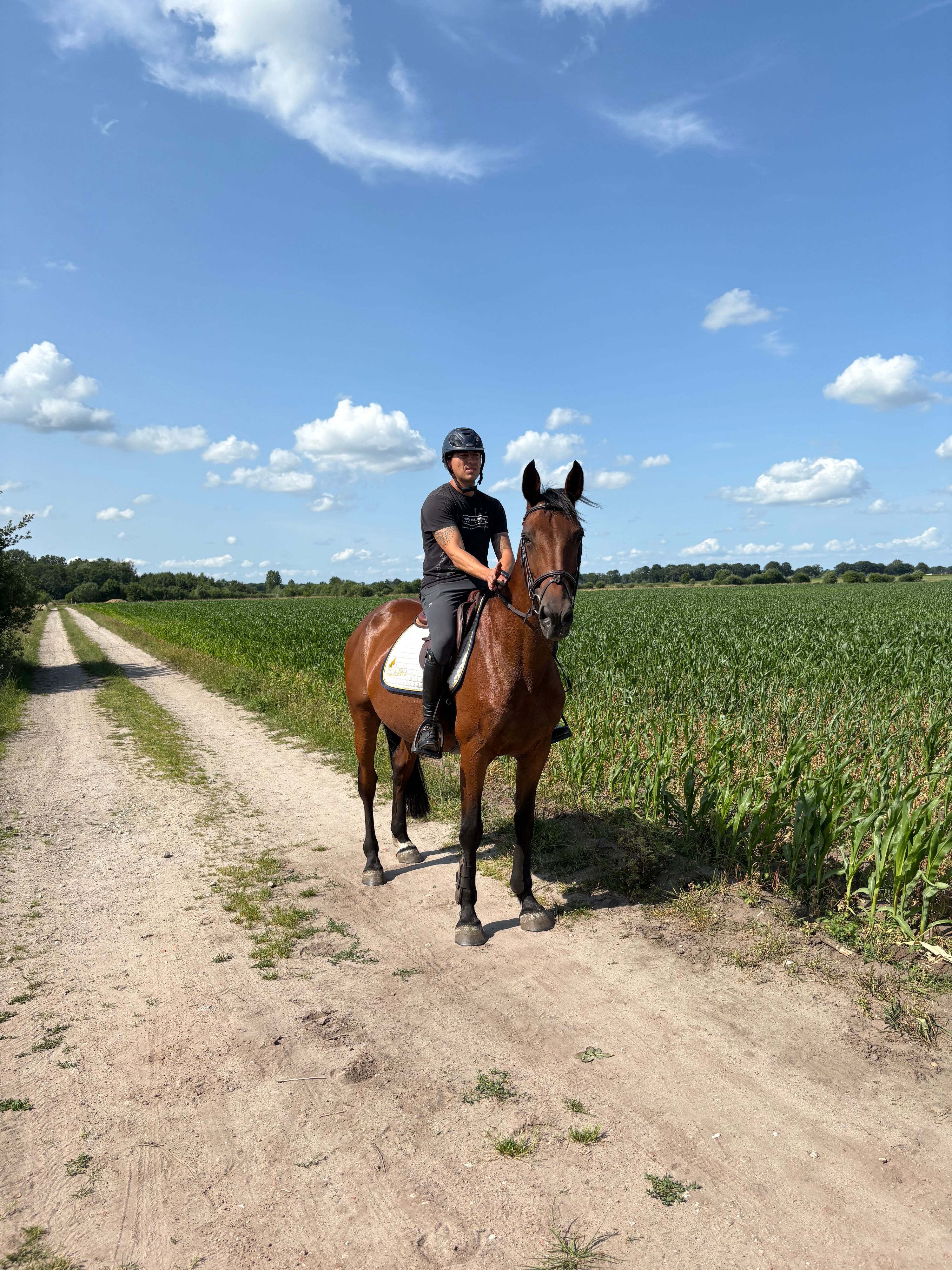 zangersheide springpaard merrie 9 años bruin en venta - Foto 5