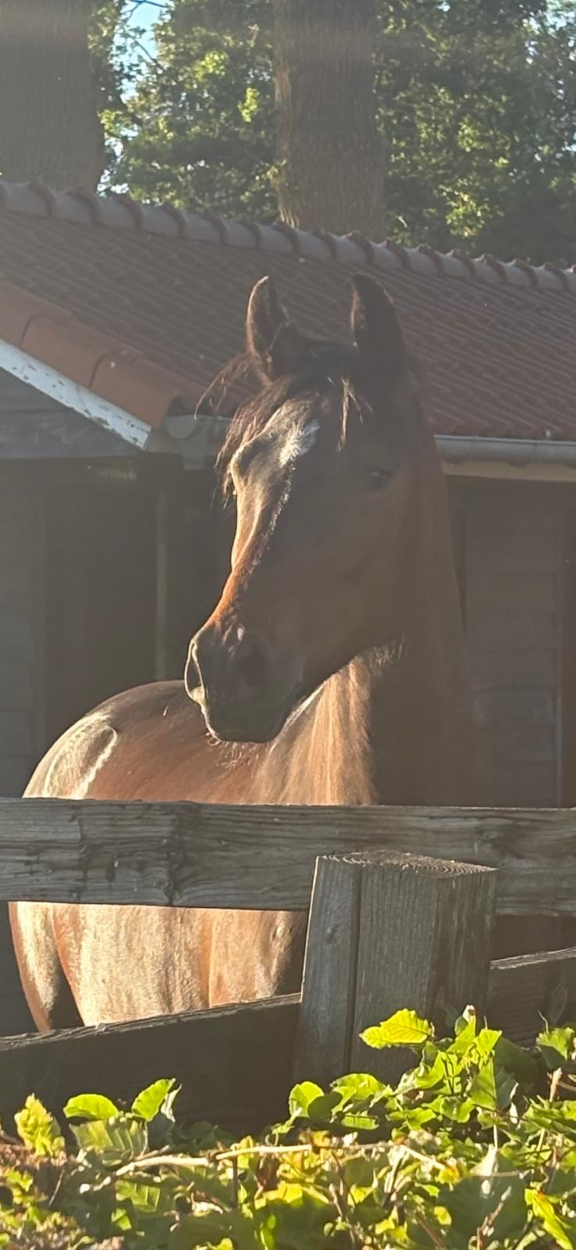kwpn dressuurpaard merrie 4 vuotta donkerbruin myytävänä - Kuva 2