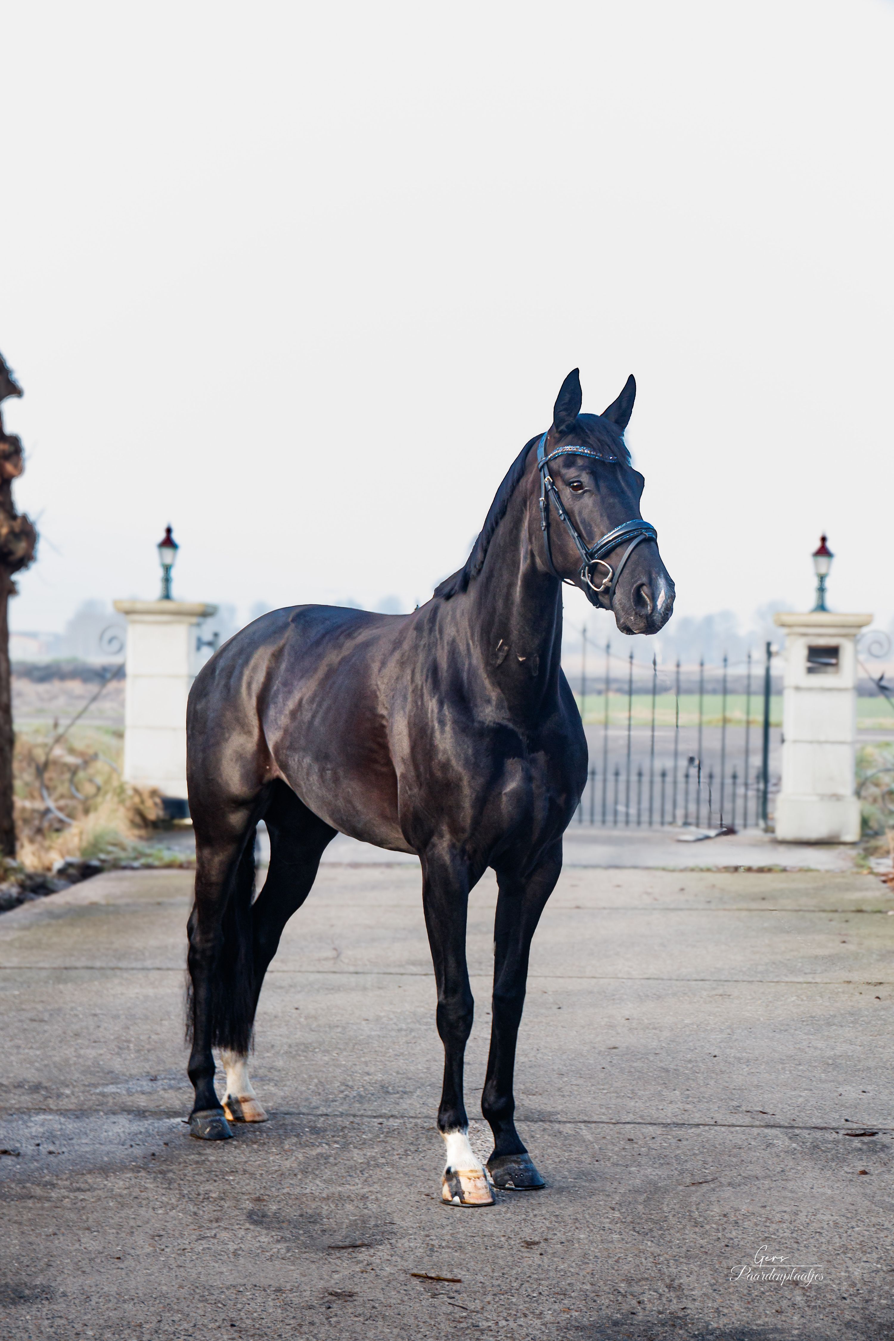 Grace – drachtig van Saint Mclaren