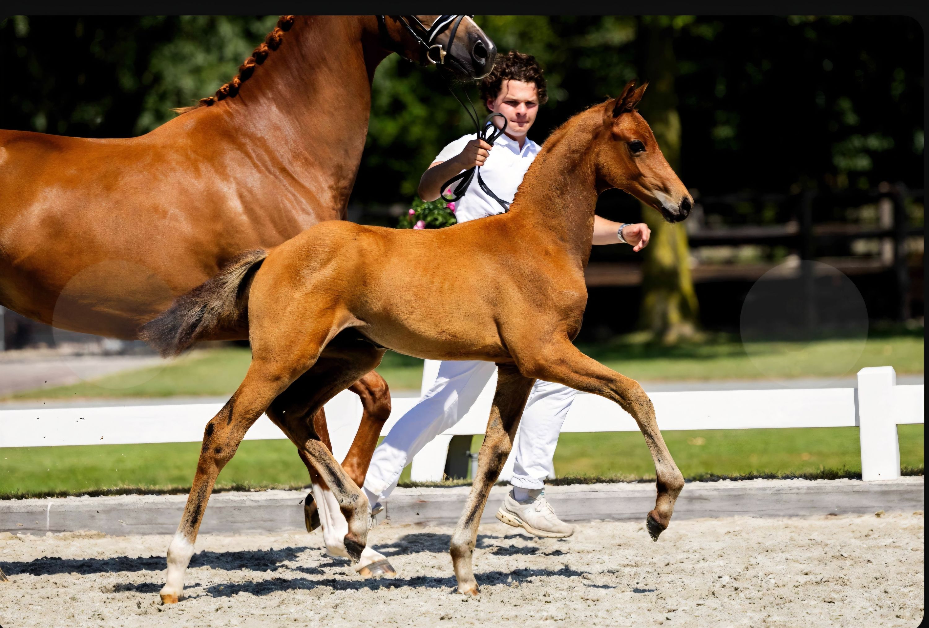 Hengstveulen MCLaren x Desperado