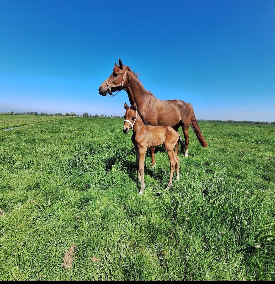 kwpn dressuurpaard hengst 0 años bruin en venta - Foto 3