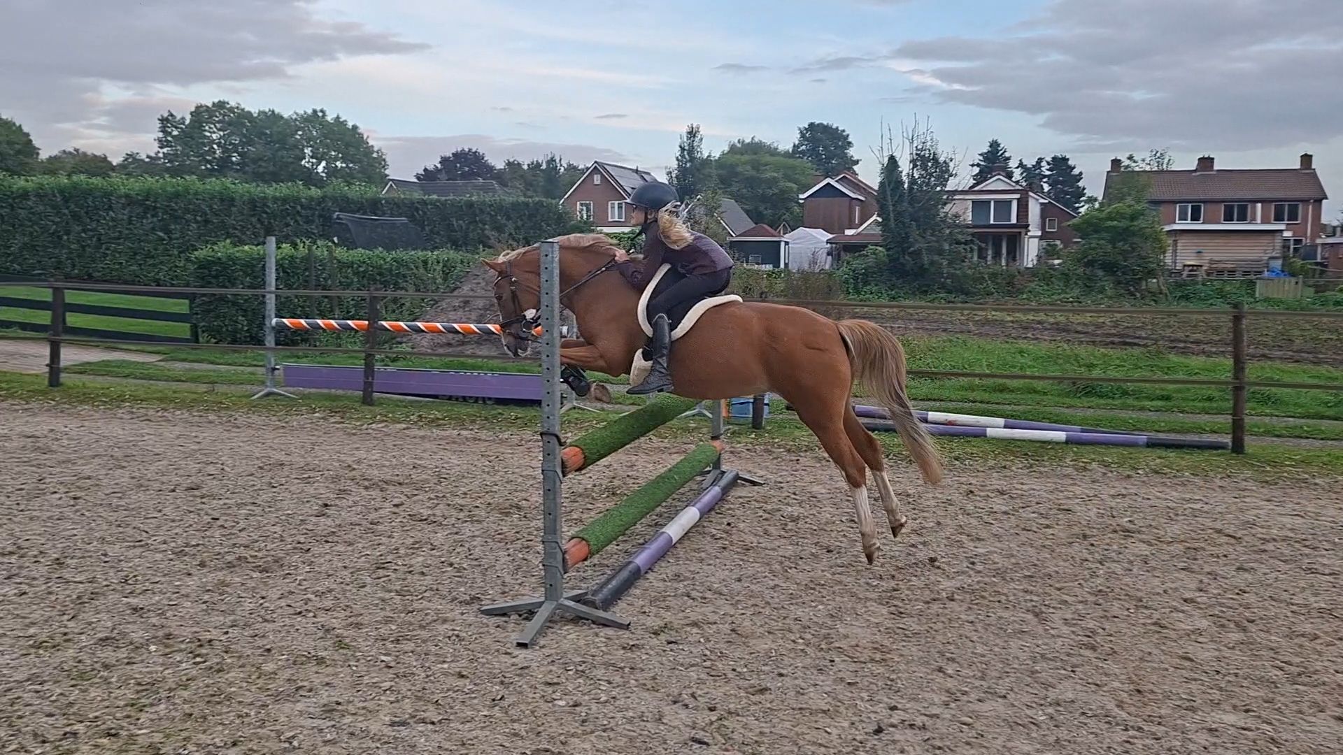 allround-pony merrie 19 Jahre alt vos zu verkaufen - Foto 5