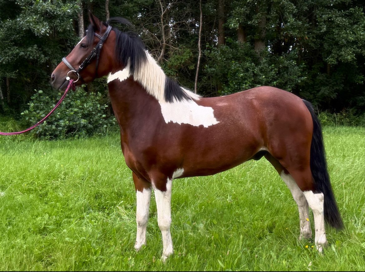Enthousiaste 4jarige D pony ruin