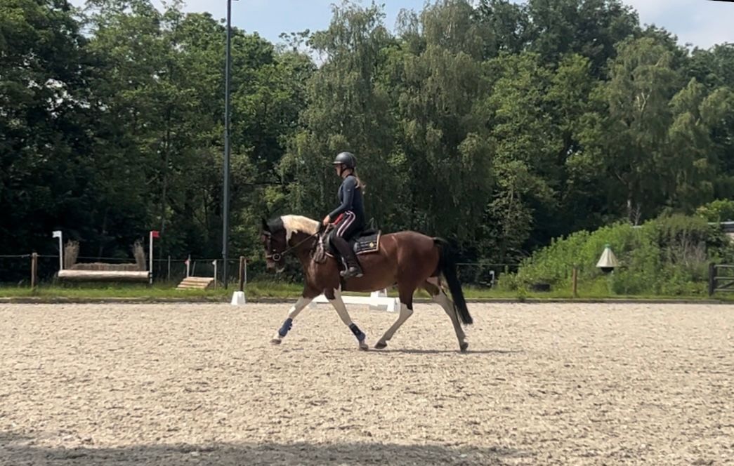 welsh allround-pony ruin 4 años andere-kleur en venta - Foto 2