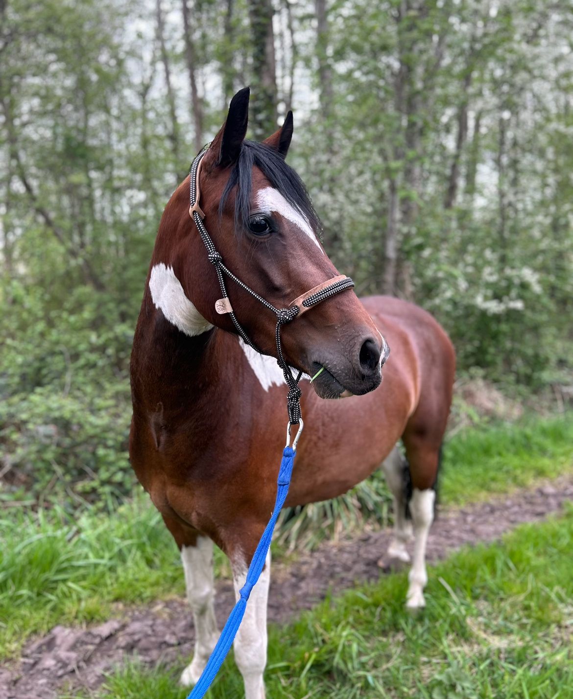 welsh allround-pony ruin 4 años andere-kleur en venta - Foto 4