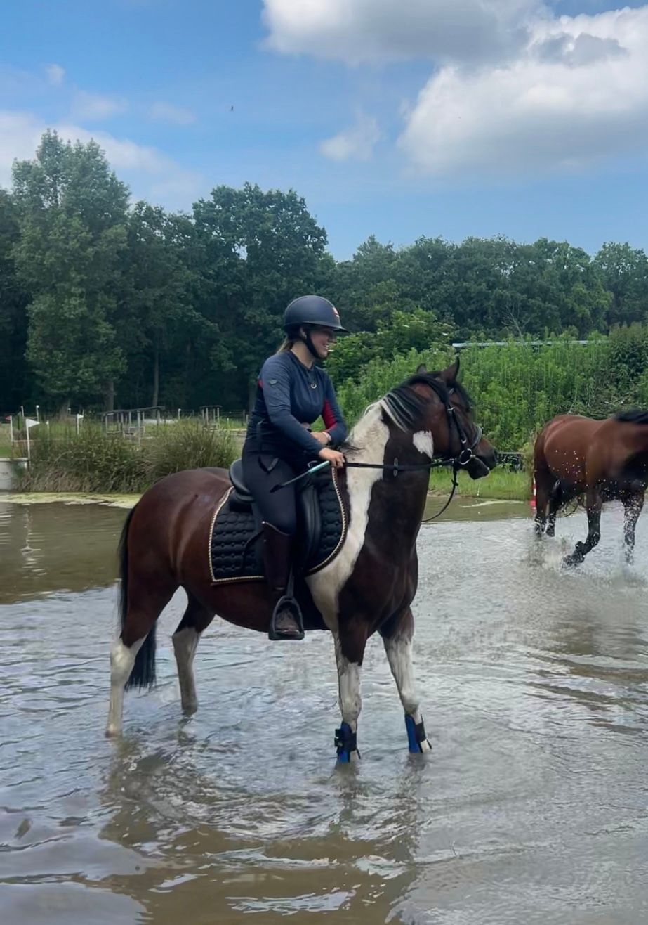 welsh allround-pony ruin 4 años andere-kleur en venta - Foto 5
