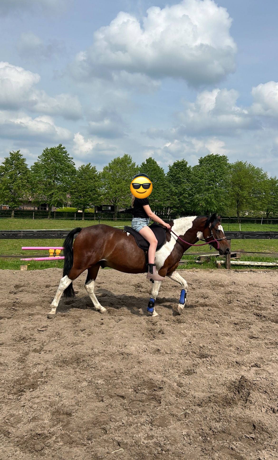 welsh allround-pony ruin 4 años andere-kleur en venta - Foto 6