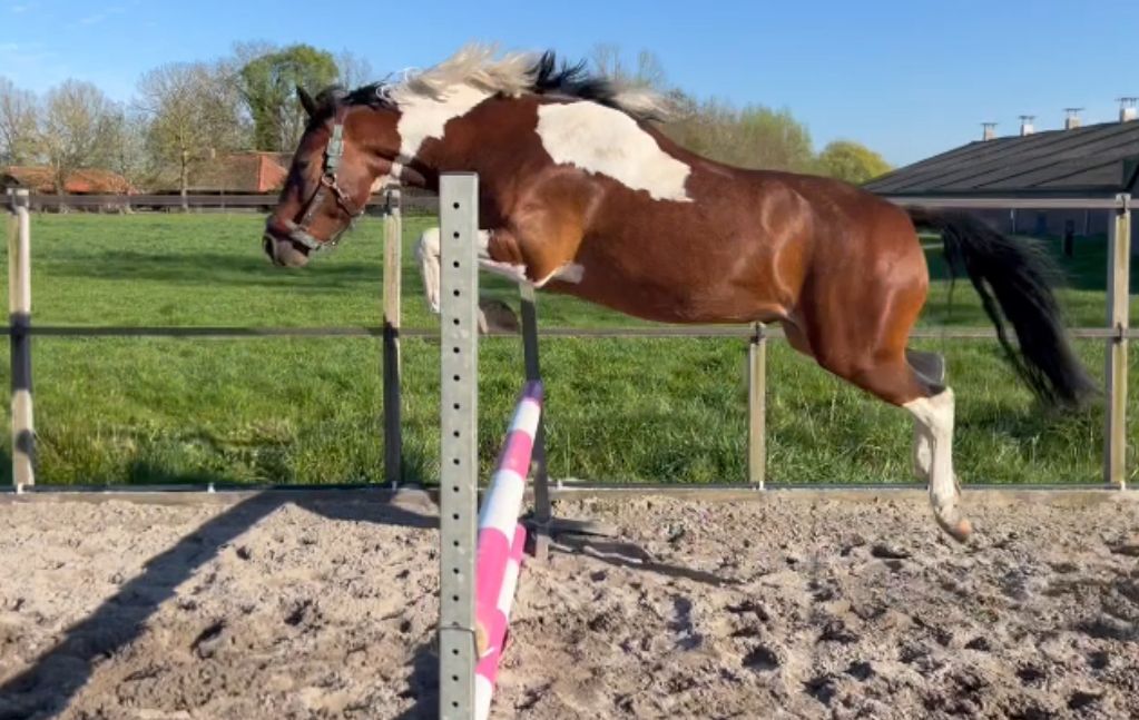 welsh allround-pony ruin 4 años andere-kleur en venta - Foto 3