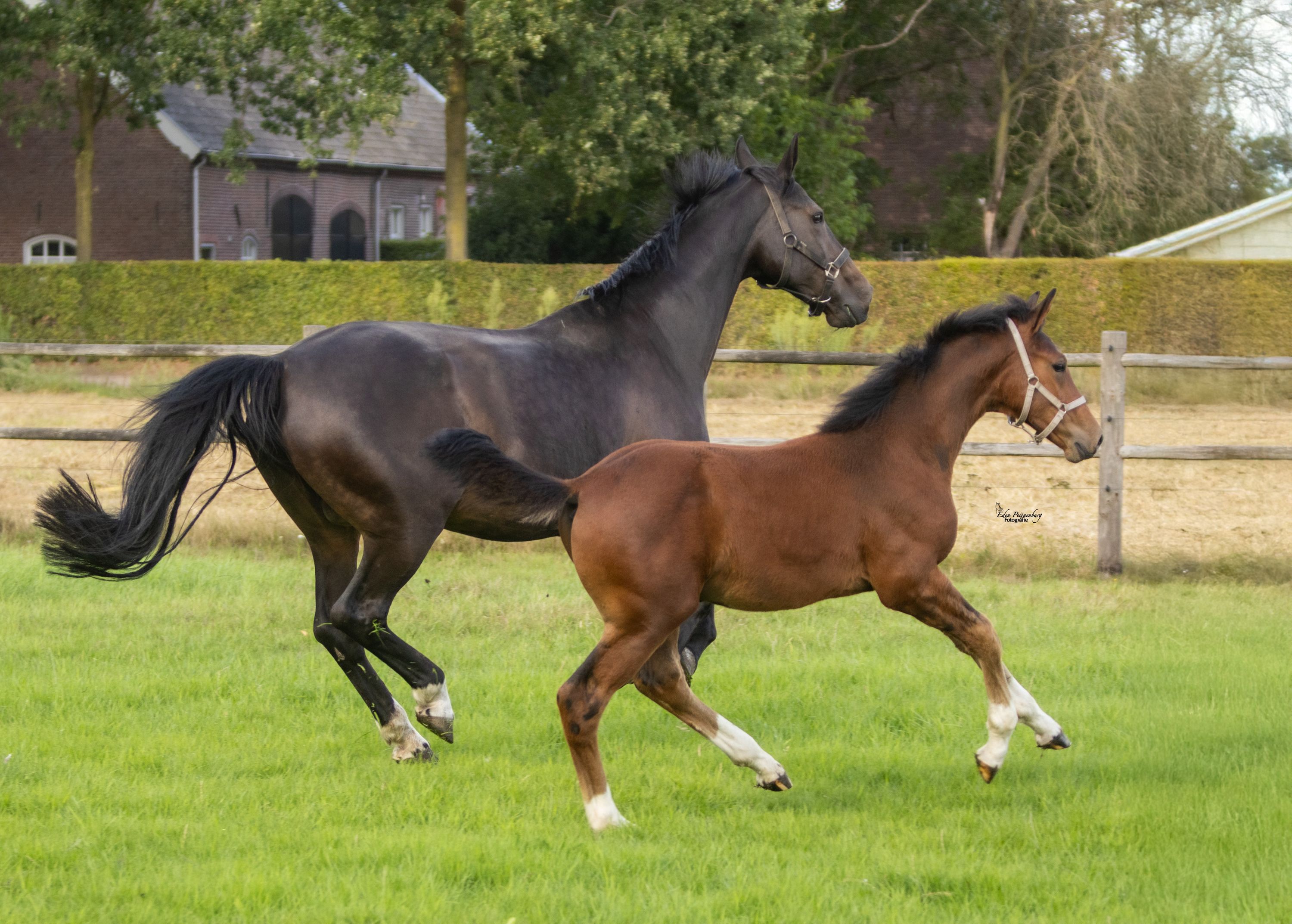 kwpn springpaard hengst 0 años donkerbruin en venta - Foto 2