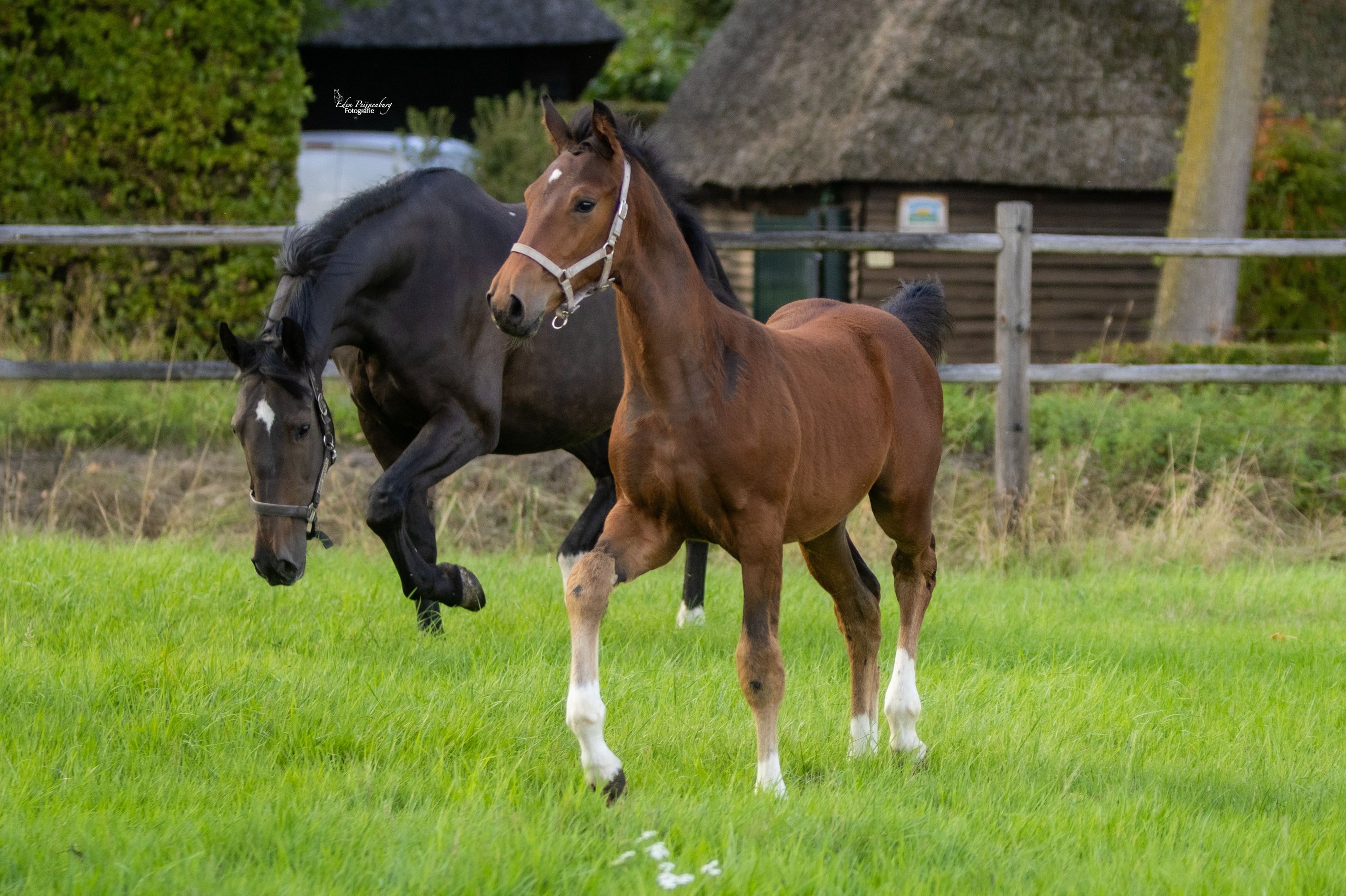 kwpn springpaard hengst 0 años donkerbruin en venta - Foto 6