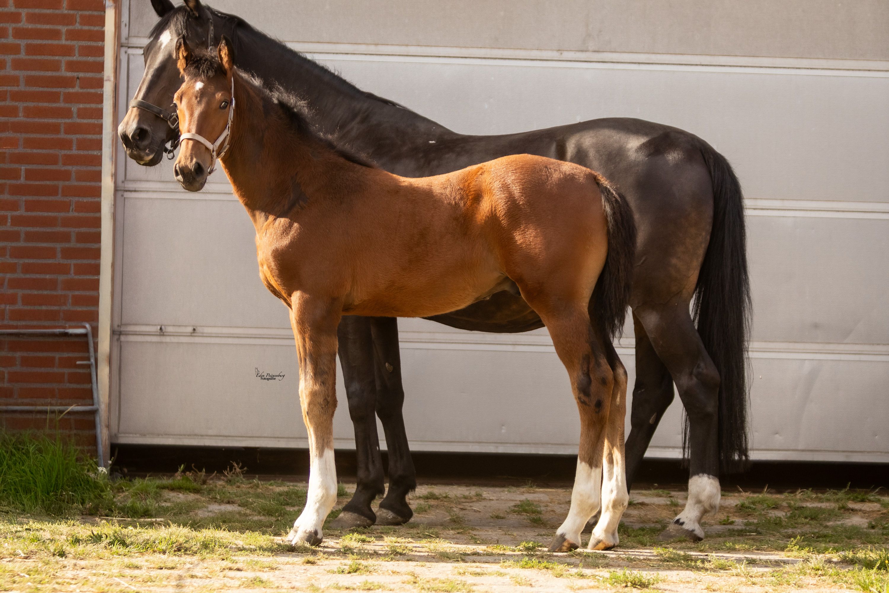 kwpn springpaard hengst 0 años donkerbruin en venta - Foto 3