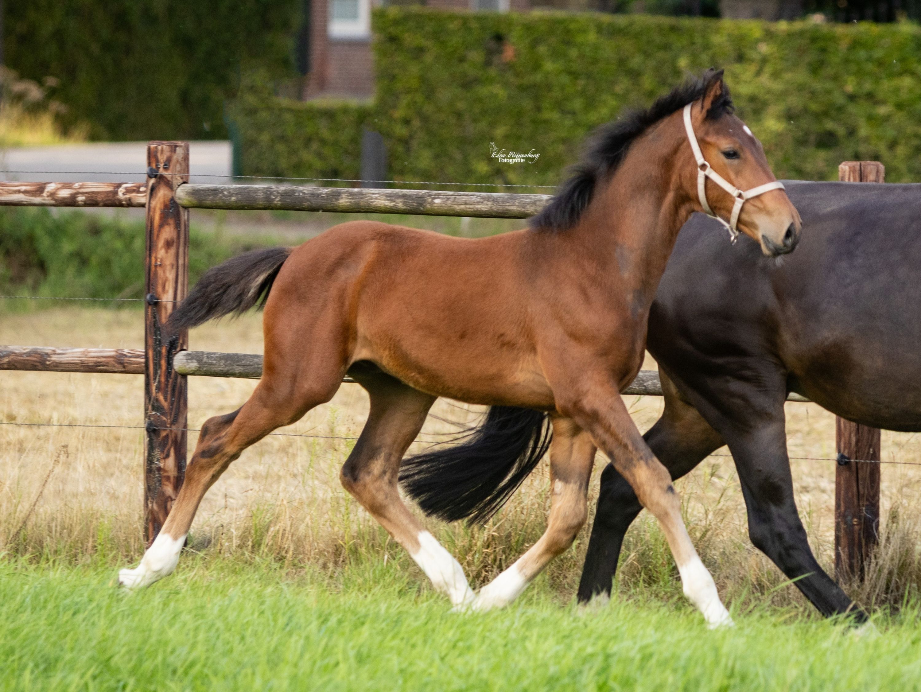 kwpn springpaard hengst 0 años donkerbruin en venta - Foto 5