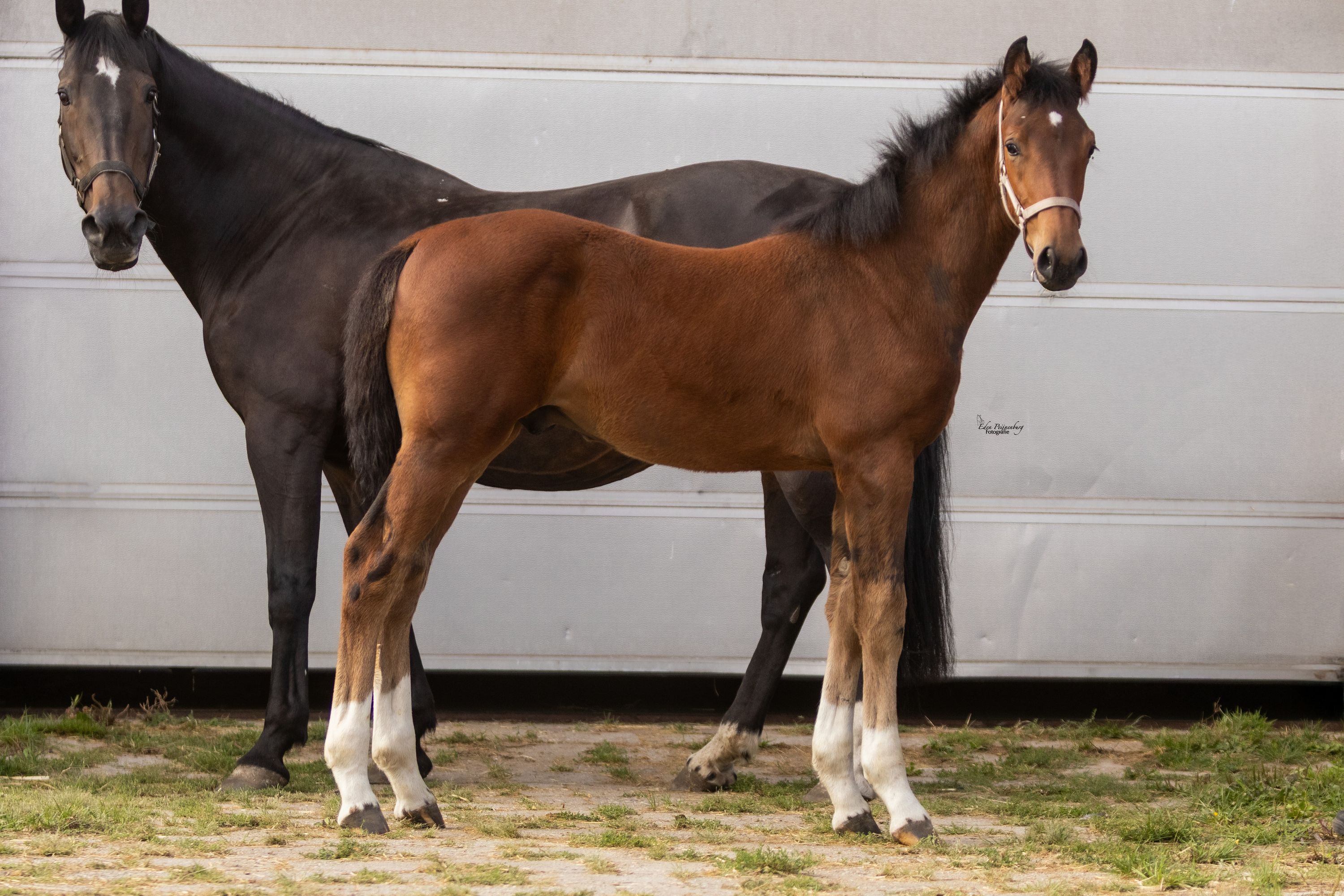 kwpn springpaard hengst 0 años donkerbruin en venta - Foto 4