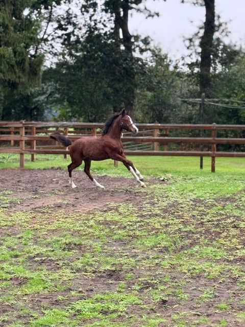 NWR Hengstfohlen Orchard Don Johnson | Sport