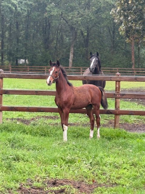 welsh allround-pony hengst 0 años bruin en venta - Foto 3