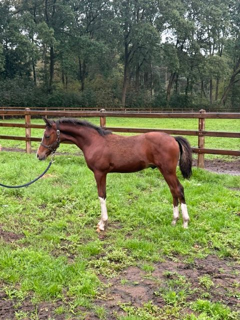 welsh allround-pony hengst 0 años bruin en venta - Foto 4