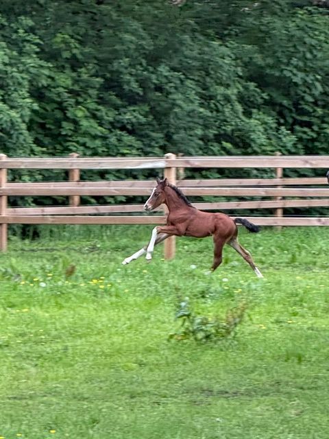 welsh allround-pony hengst 0 años bruin en venta - Foto 2