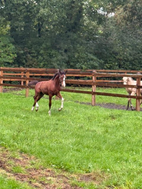 welsh allround-pony hengst 0 años bruin en venta - Foto 5