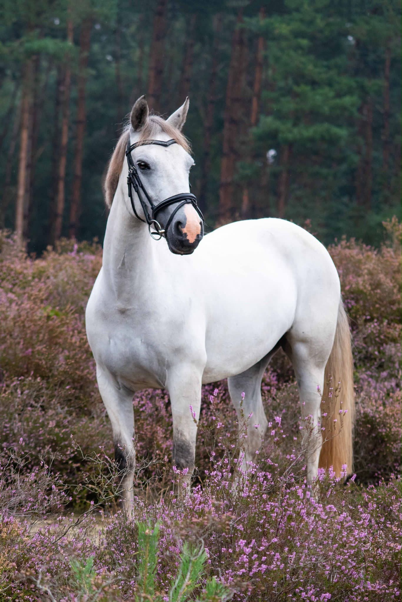 Allerliefste Connemara sprookjes D-pony Molly te koop