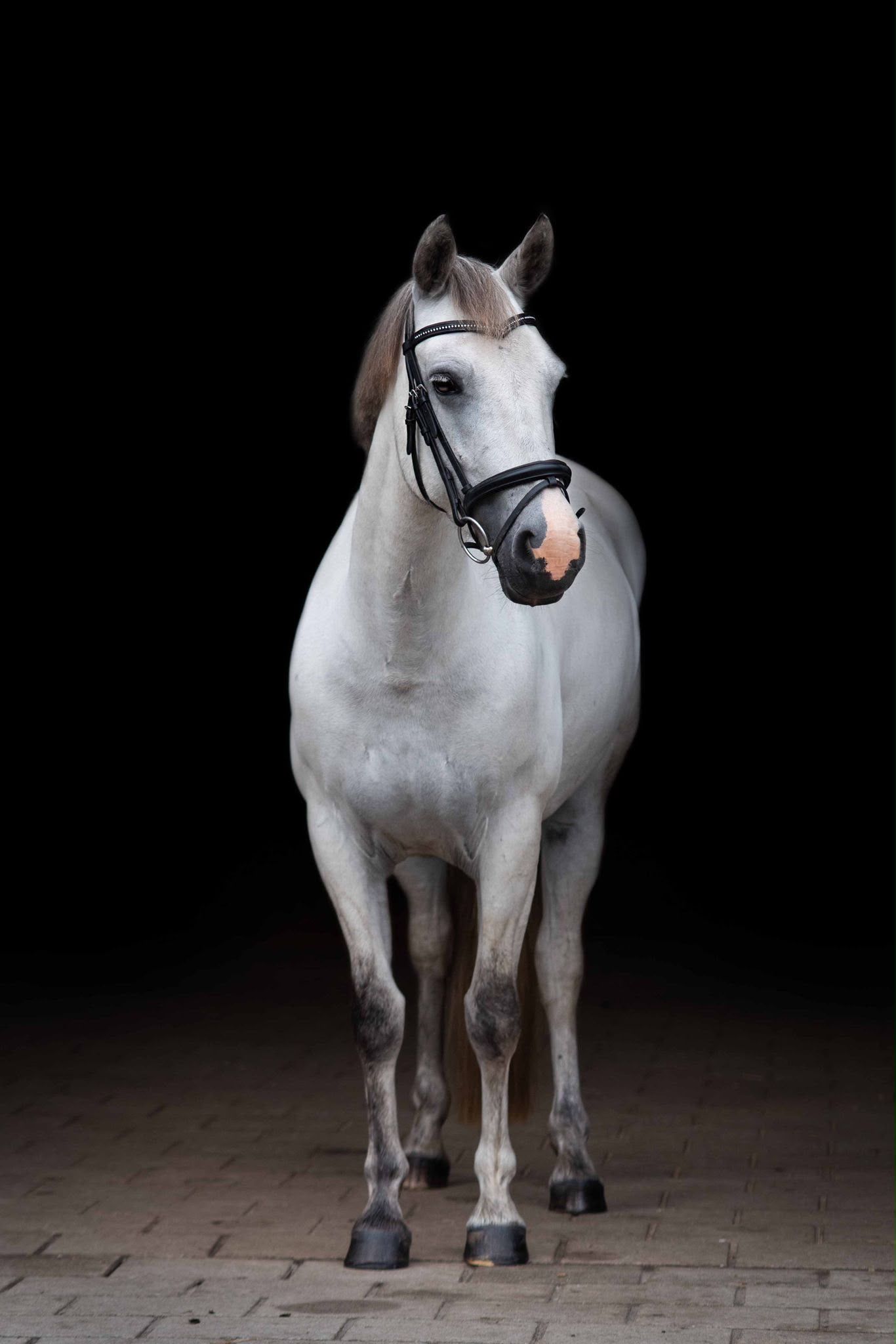 connemara recreatie-pony merrie 8 jaar schimmel te koop - Foto 2
