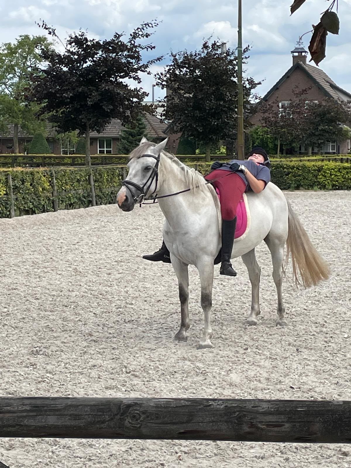 connemara recreatie-pony merrie 8 jaar schimmel te koop - Foto 5
