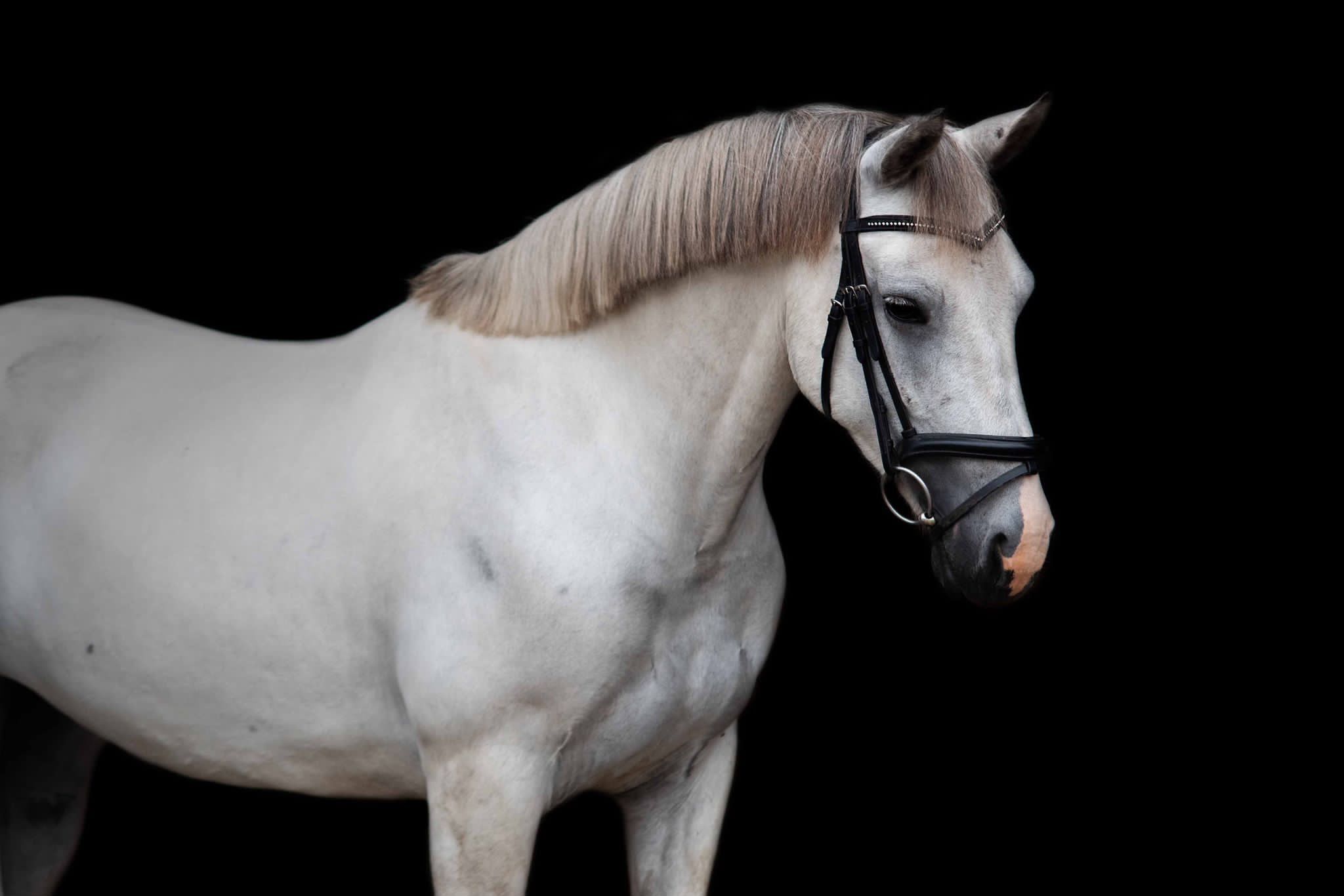 connemara recreatie-pony merrie 8 jaar schimmel te koop - Foto 3
