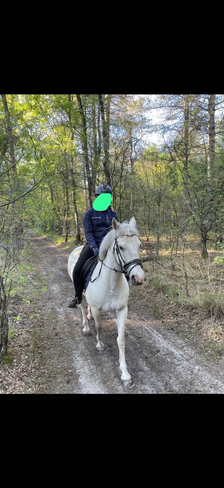 connemara recreatie-pony merrie 8 jaar schimmel te koop - Foto 4