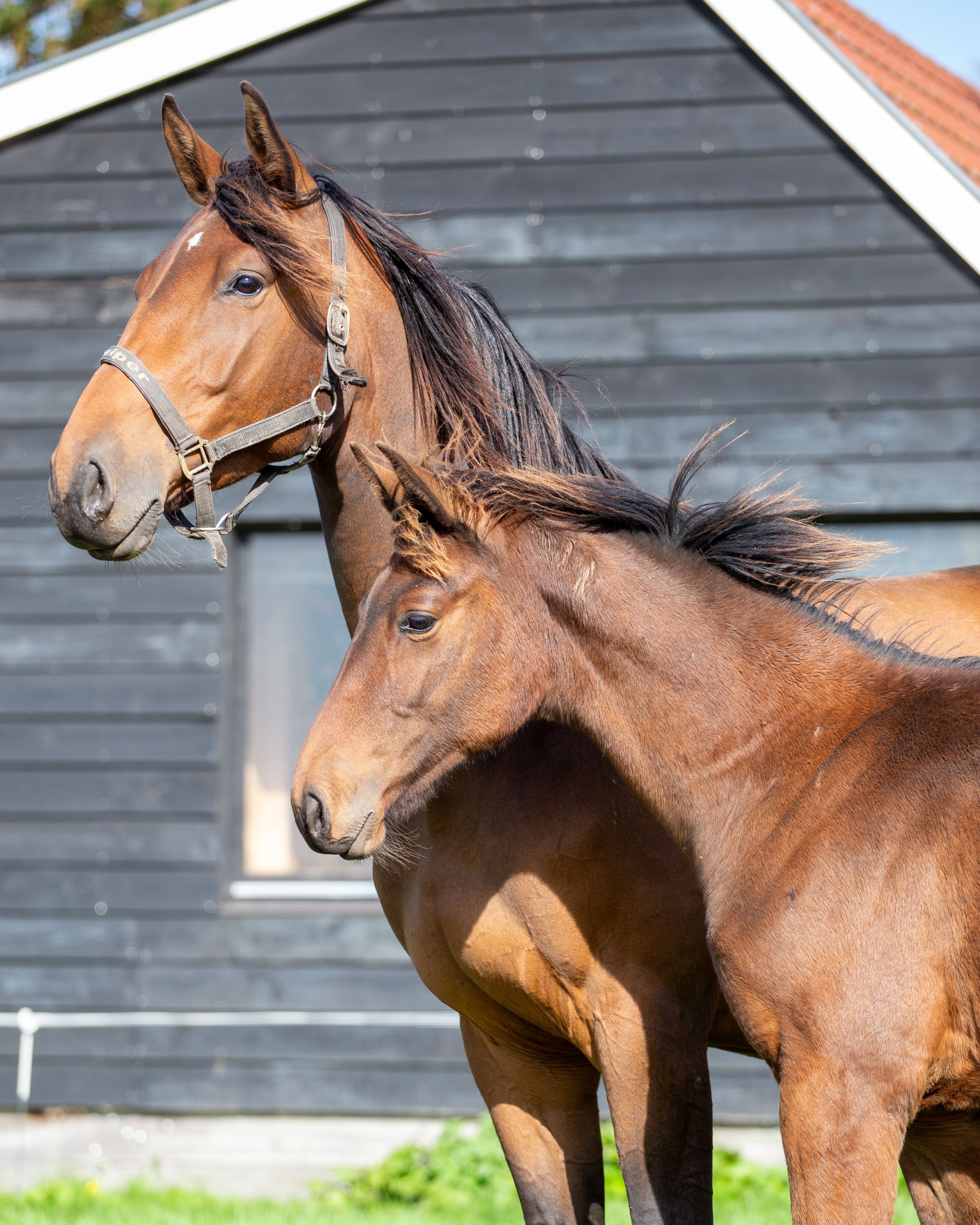kwpn springpaard hengst 0 ani donkerbruin de vânzare - Foto 4