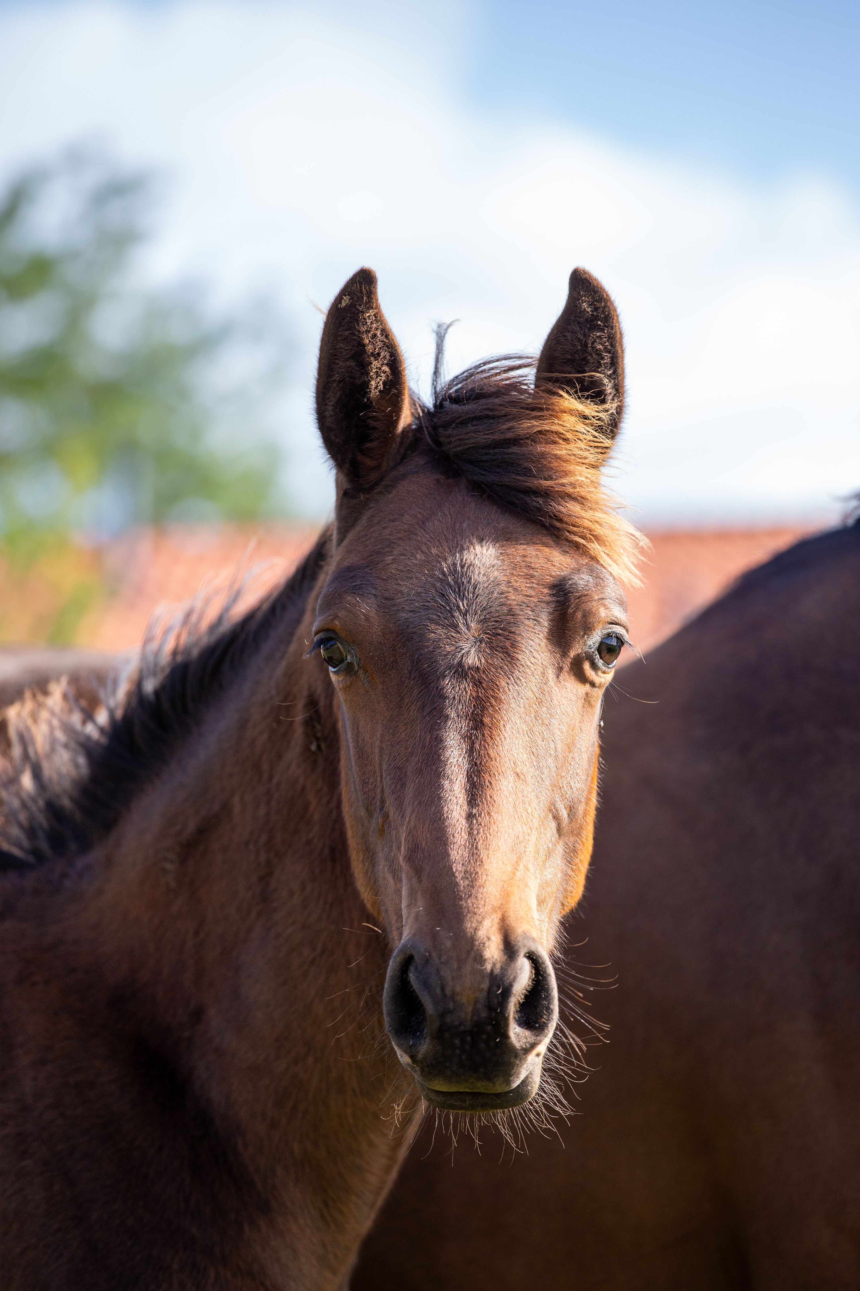 kwpn springpaard hengst 0 ani donkerbruin de vânzare - Foto 5