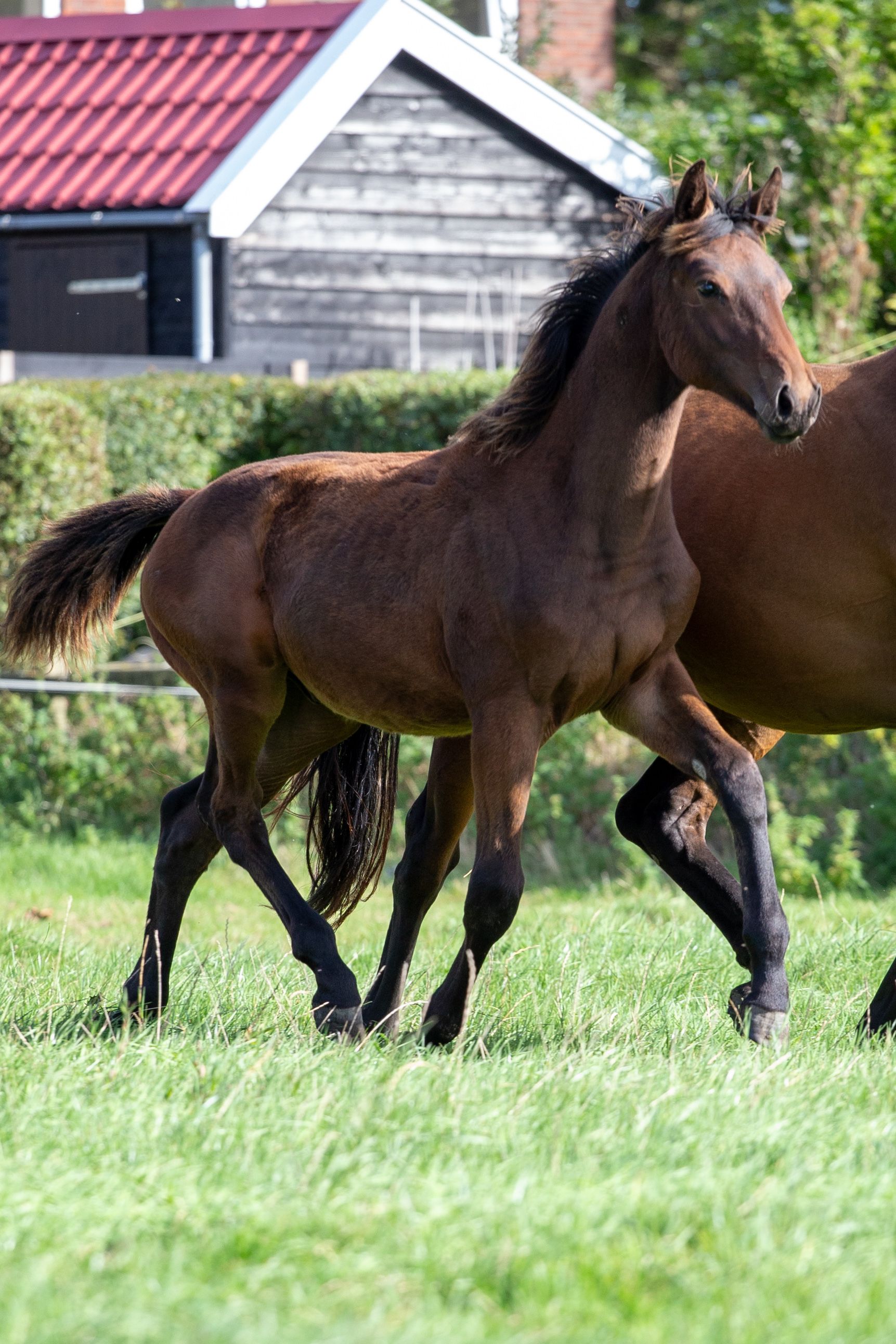 kwpn springpaard hengst 0 ani donkerbruin de vânzare - Foto 3