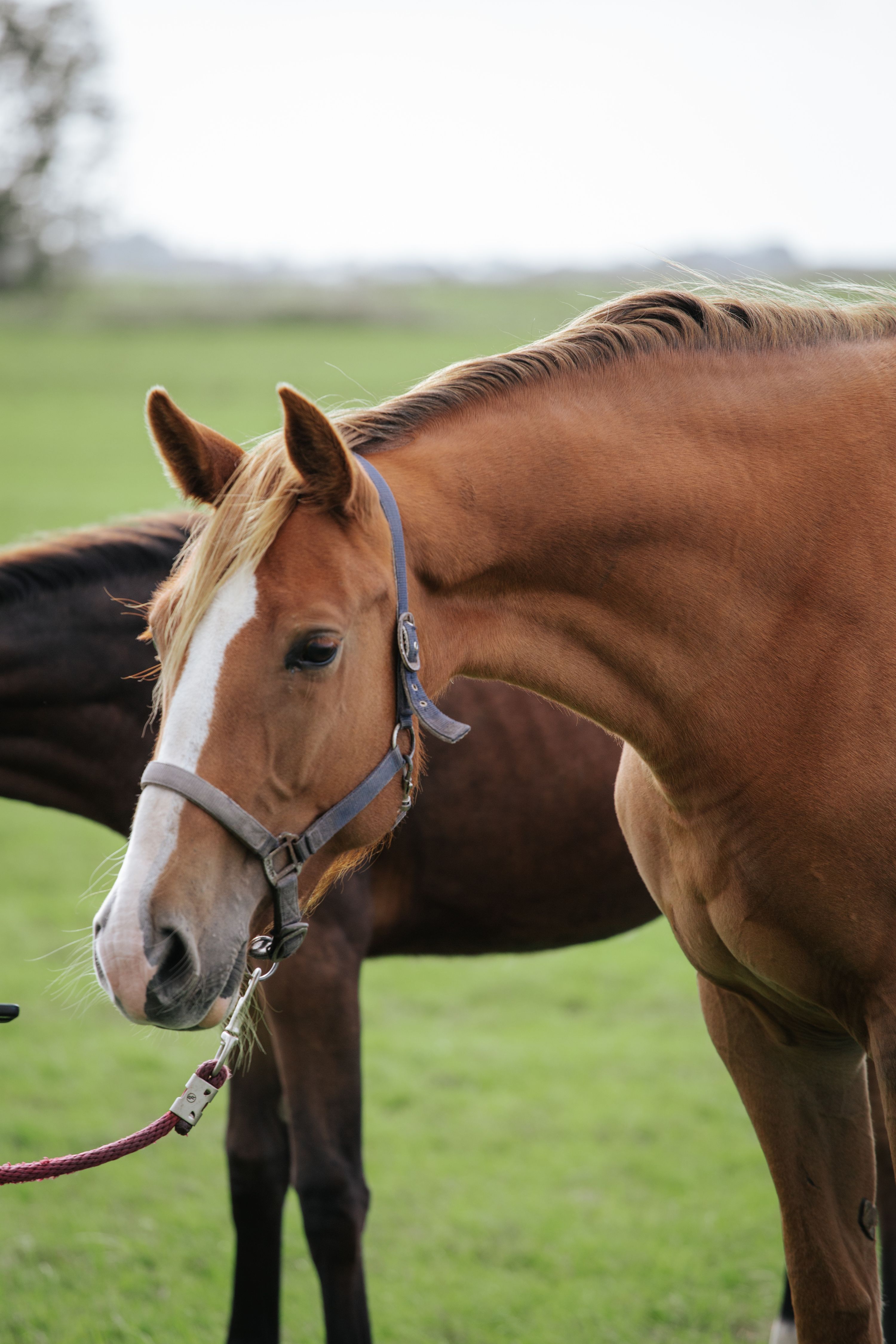 kwpn springpaard merrie 4 años vos en venta - Foto 3