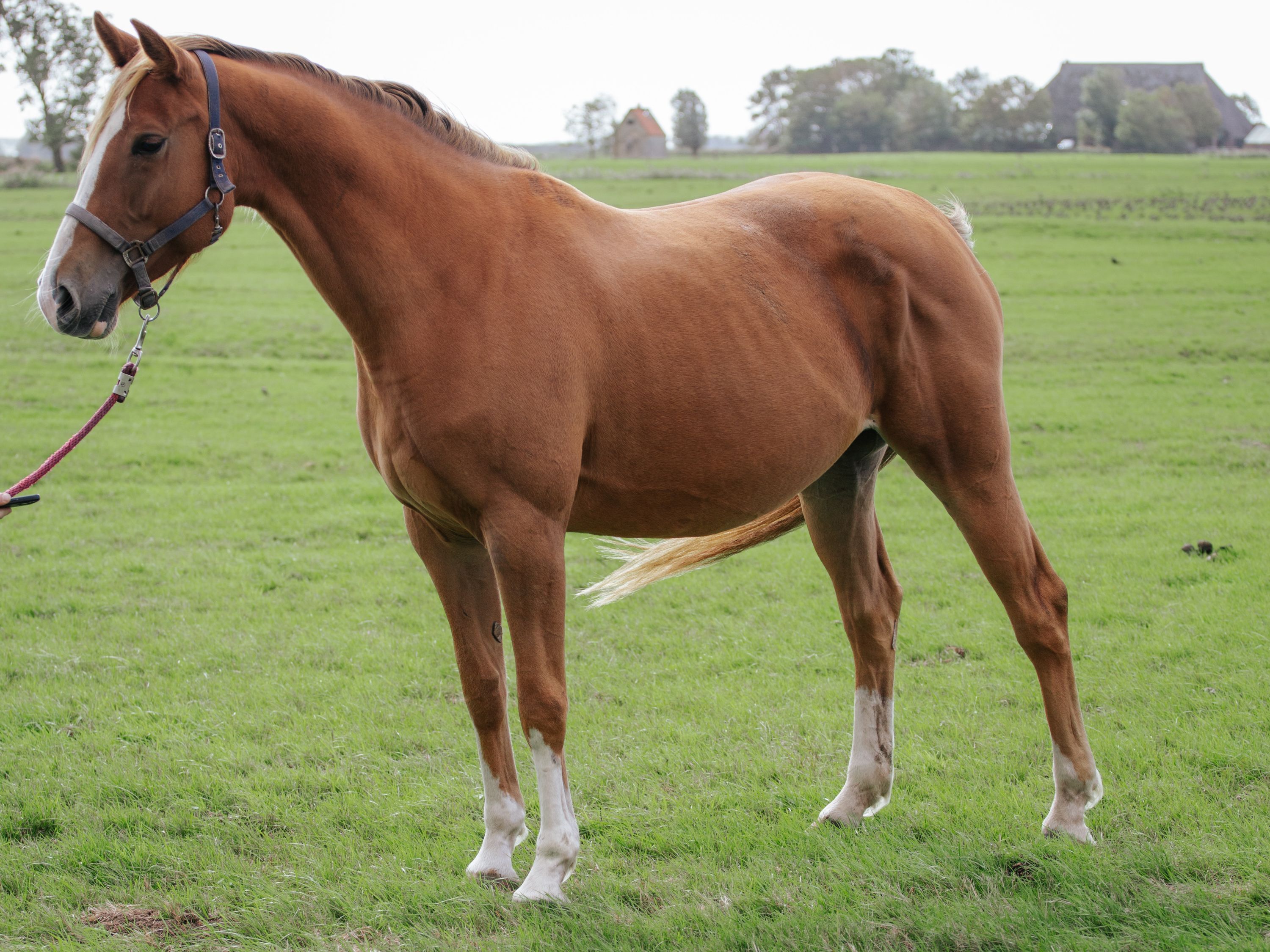 kwpn springpaard merrie 4 años vos en venta - Foto 4