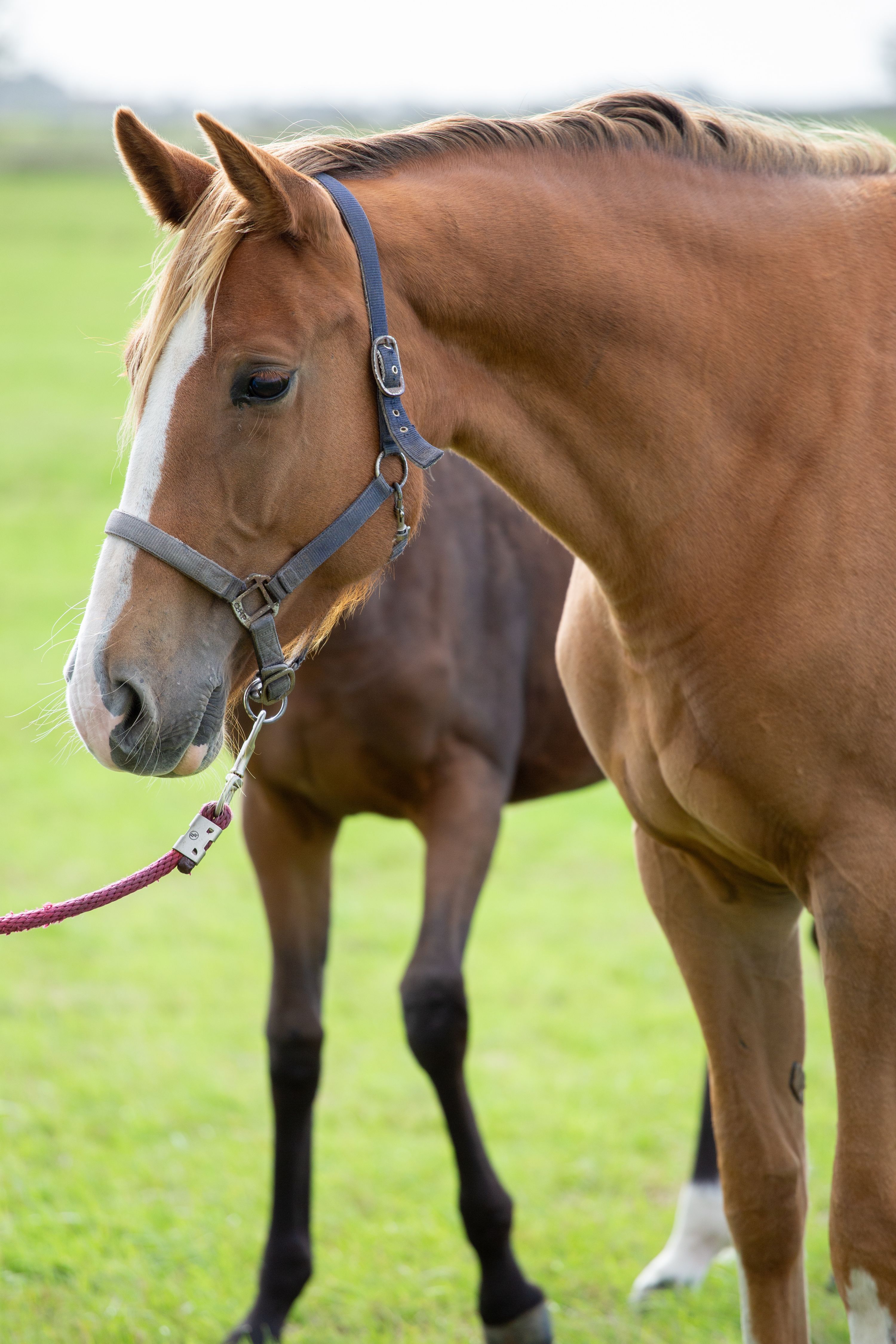 kwpn springpaard merrie 4 años vos en venta - Foto 5