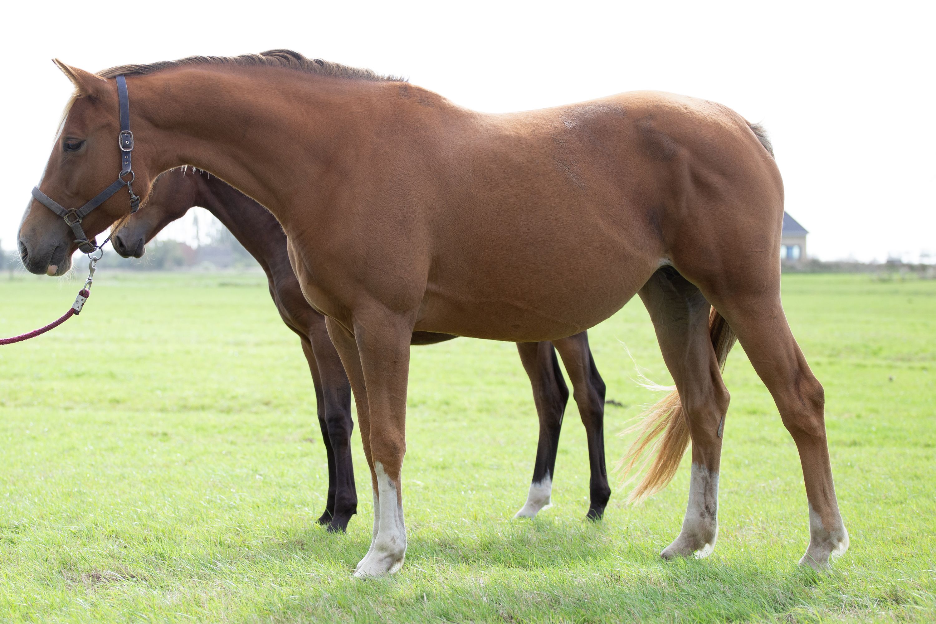 kwpn springpaard merrie 4 años vos en venta - Foto 2
