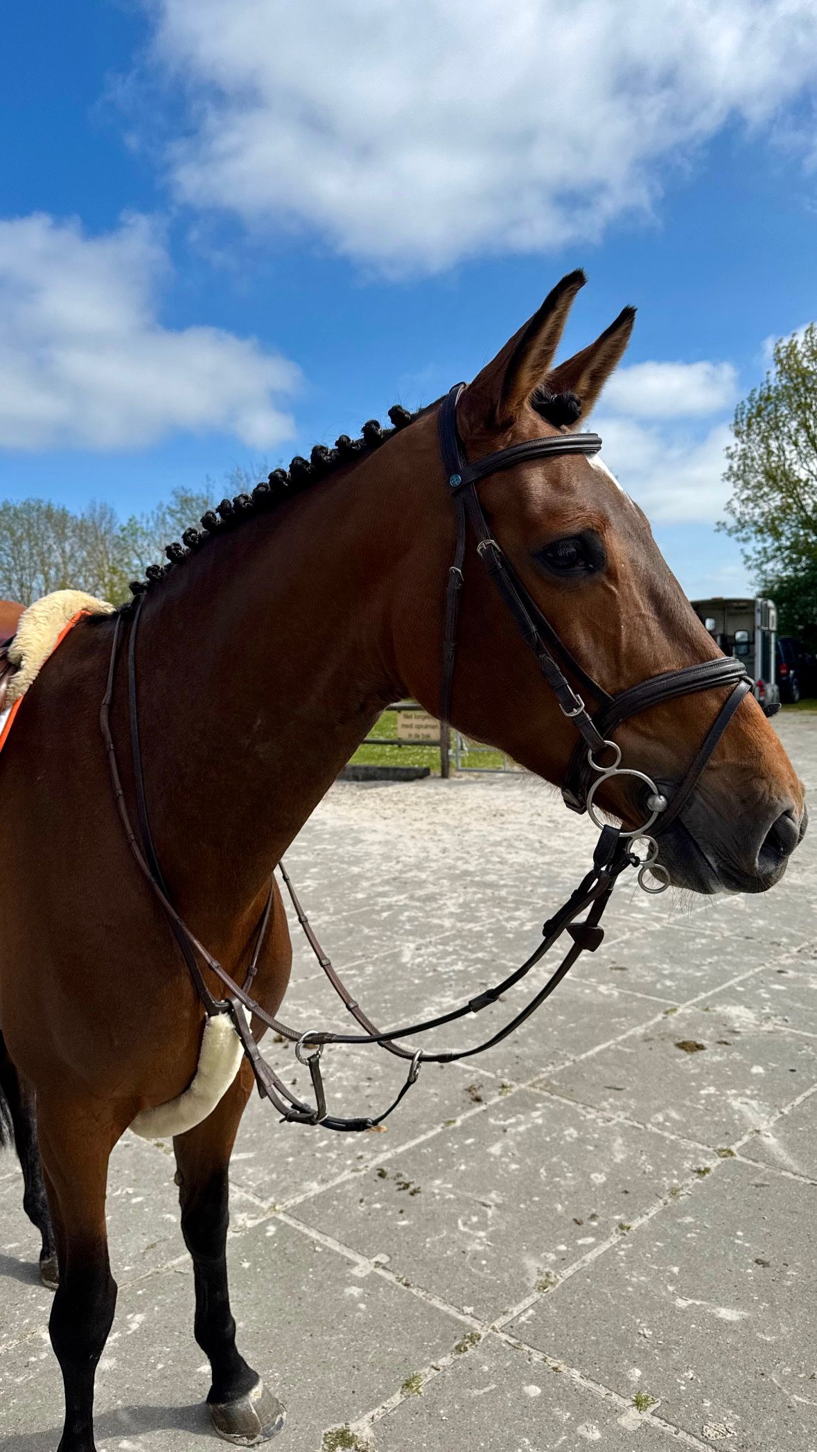 Bomproof Amateur paard uit 150 moeder