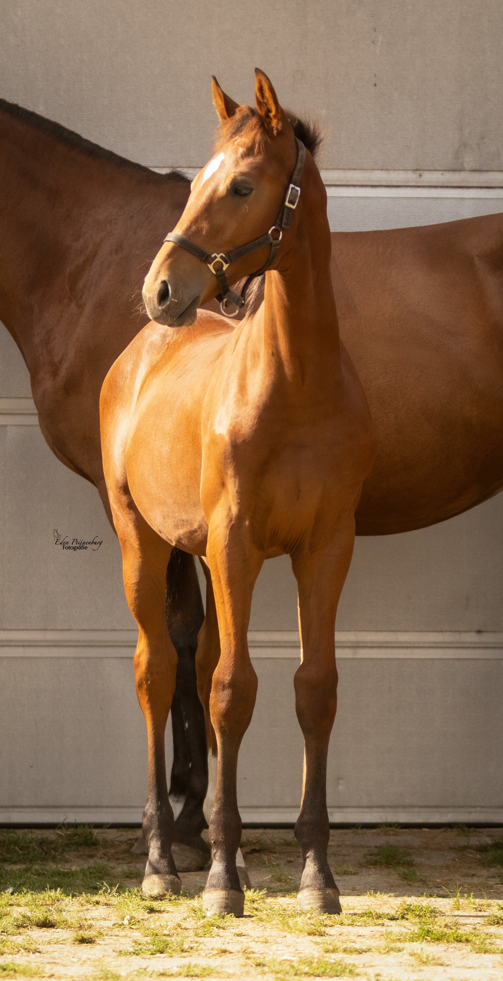 kwpn springpaard hengst 0 ani bruin de vânzare - Foto 4
