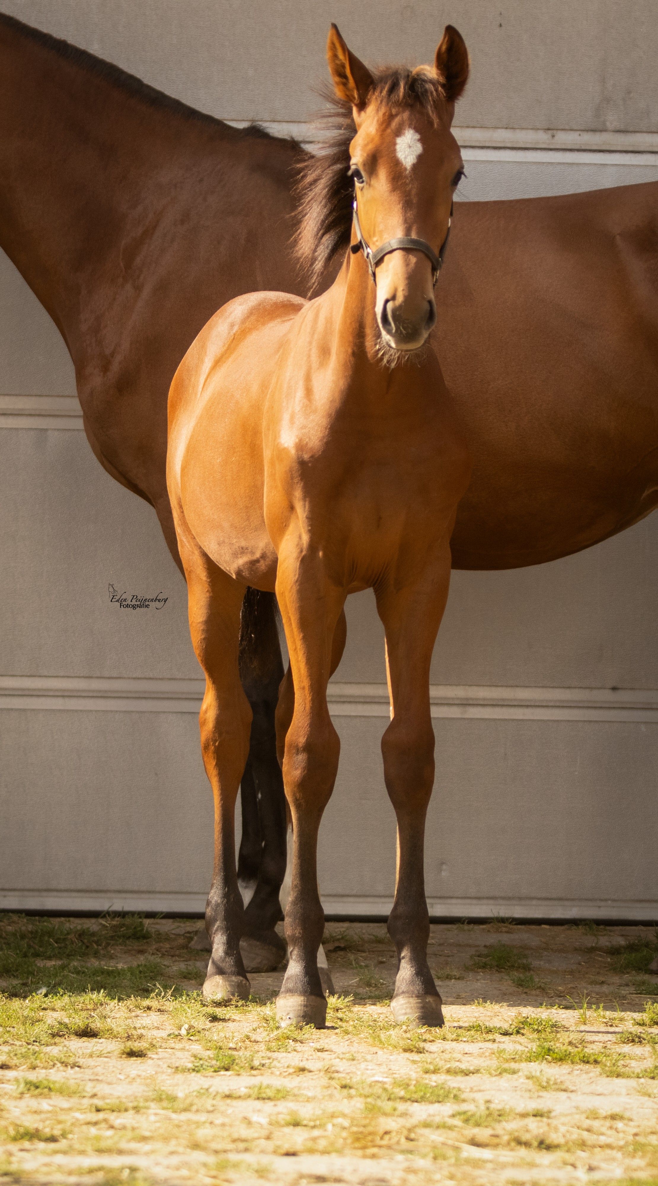 kwpn springpaard hengst 0 ani bruin de vânzare - Foto 2