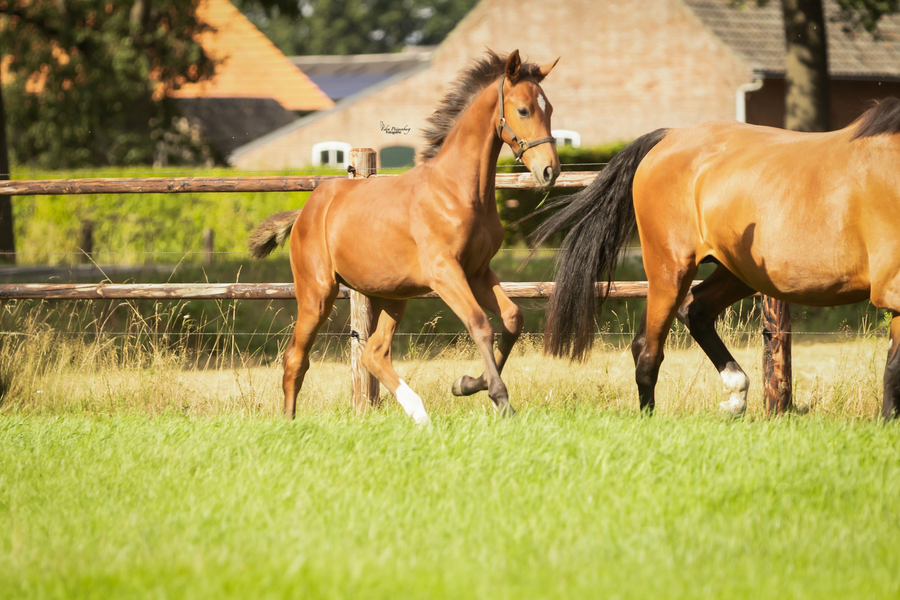 kwpn springpaard hengst 0 ani bruin de vânzare - Foto 5