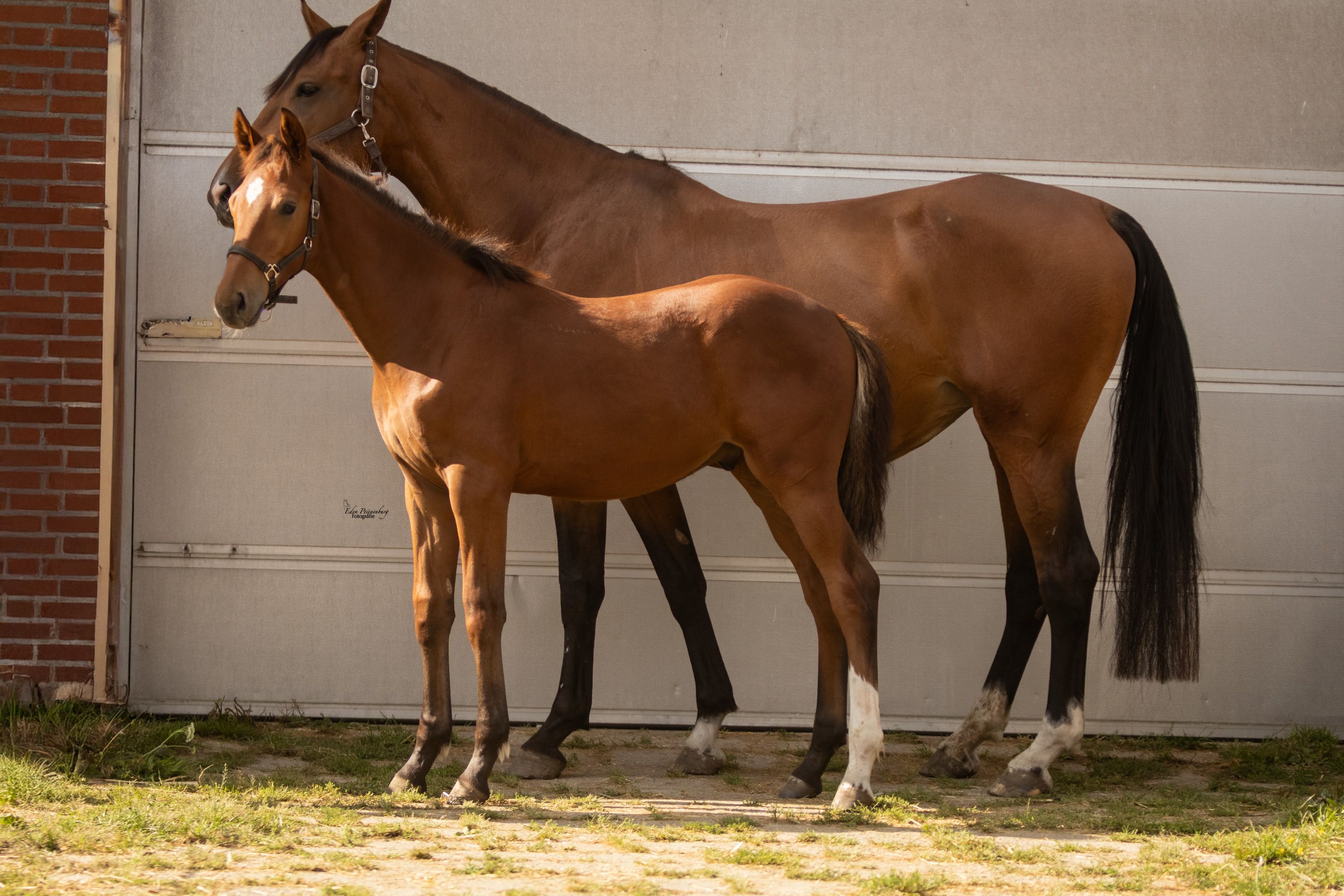 kwpn springpaard hengst 0 ani bruin de vânzare - Foto 3