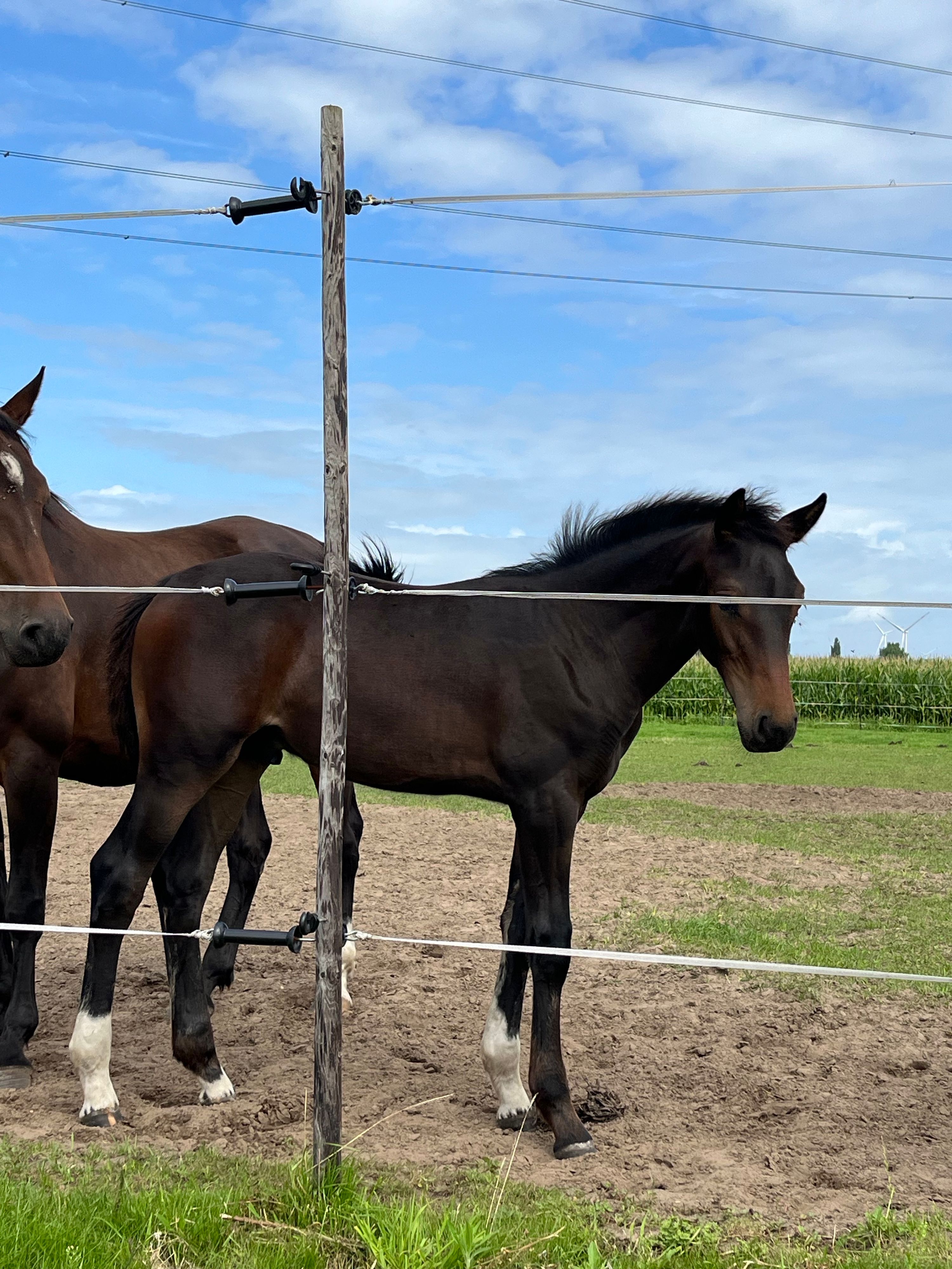 3 jarige springruin