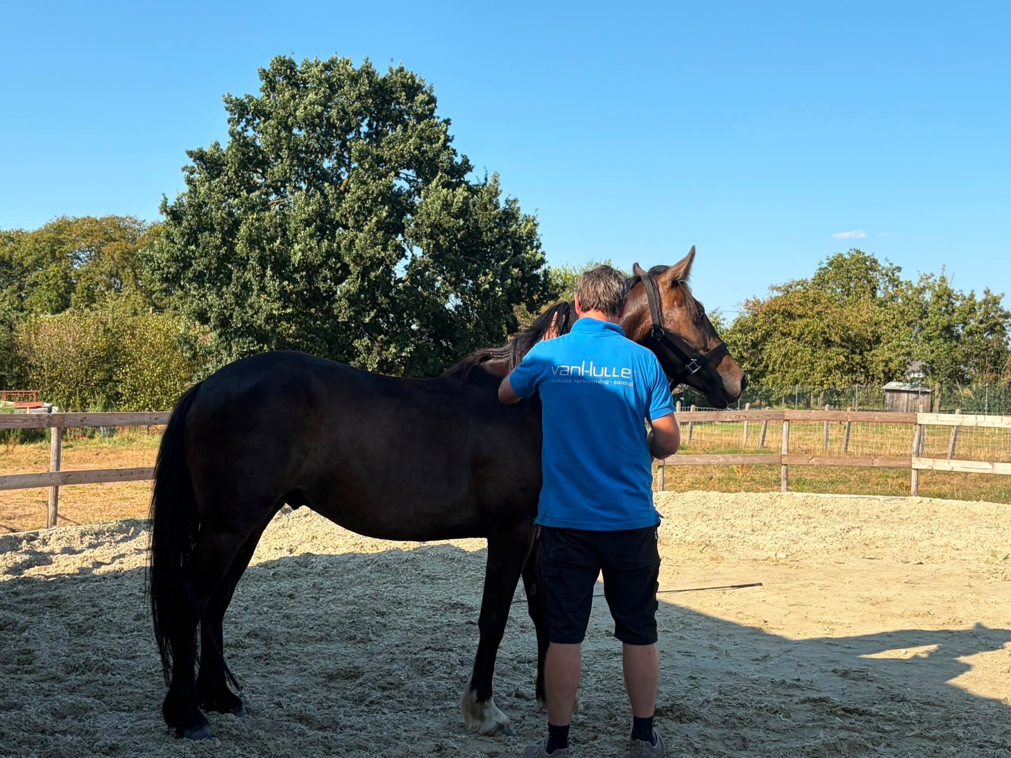 allround-pony ruin 4 Jahre alt donkerbruin zu verkaufen - Foto 2